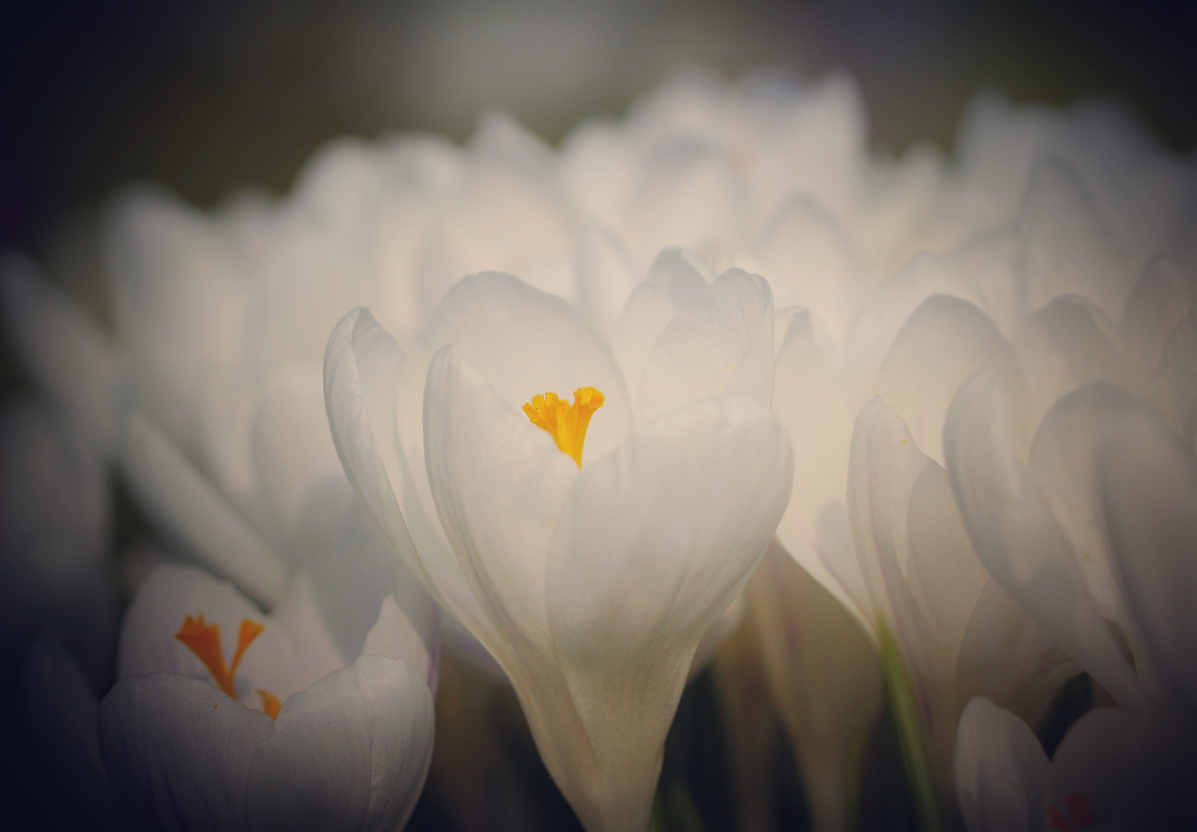 een-blik-vol-krokusjesnatuur-vanaf-de-grond
