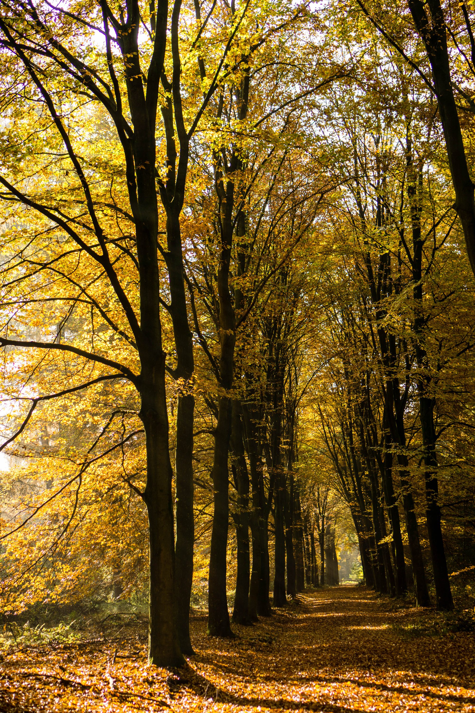 in-de-rij-voor-de-herfst
