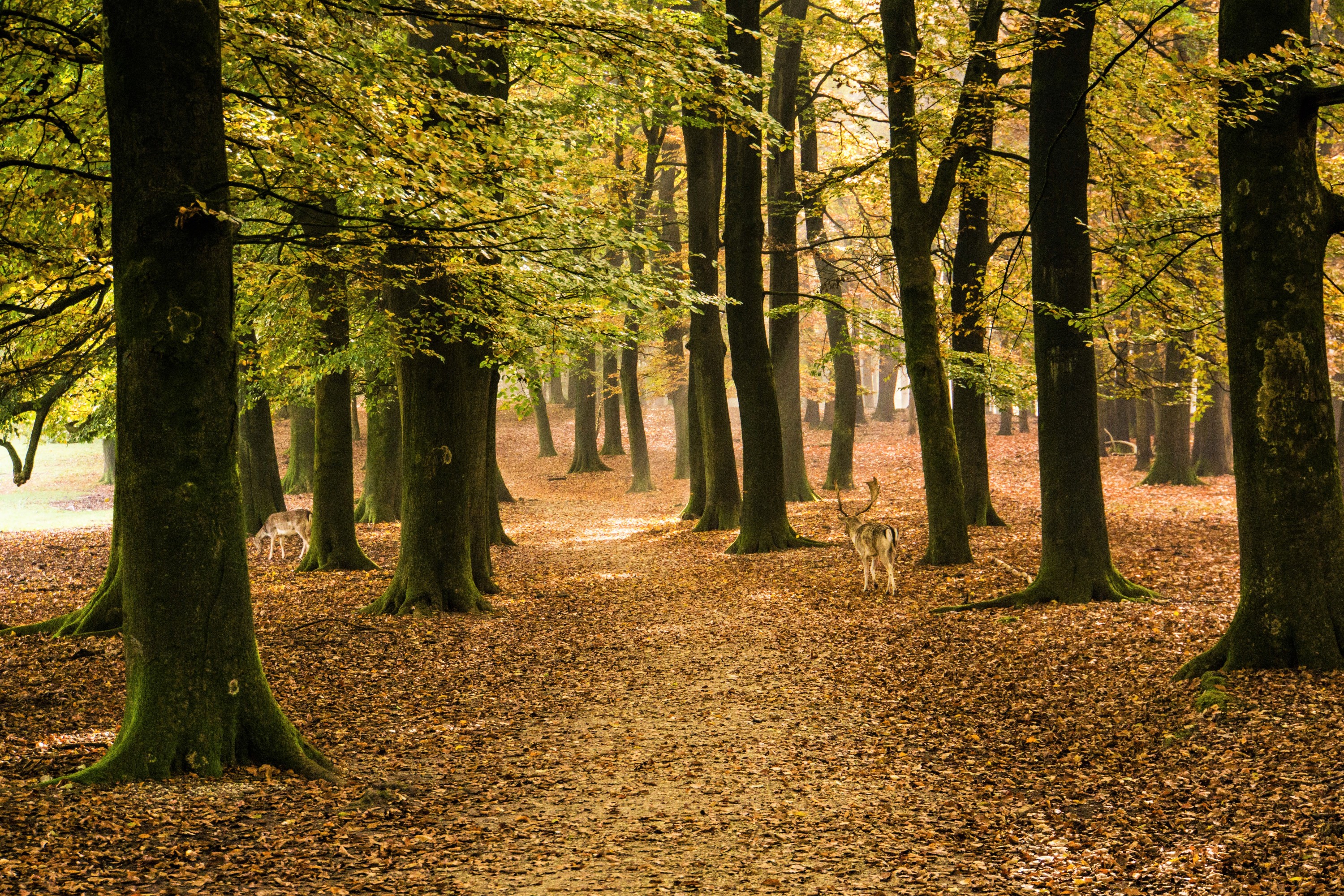 herfst-in-het-bos-1
