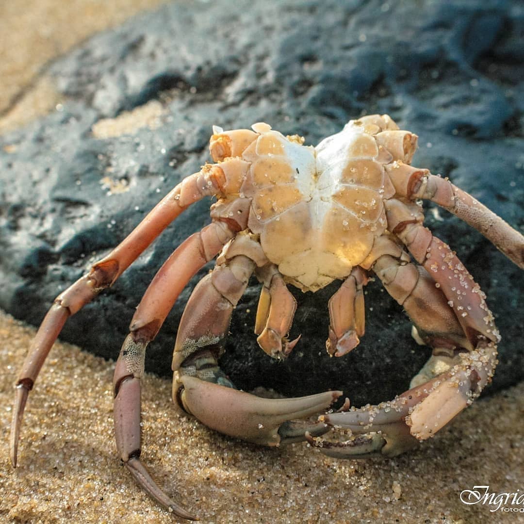natuur-vanaf-de-grond-1-1