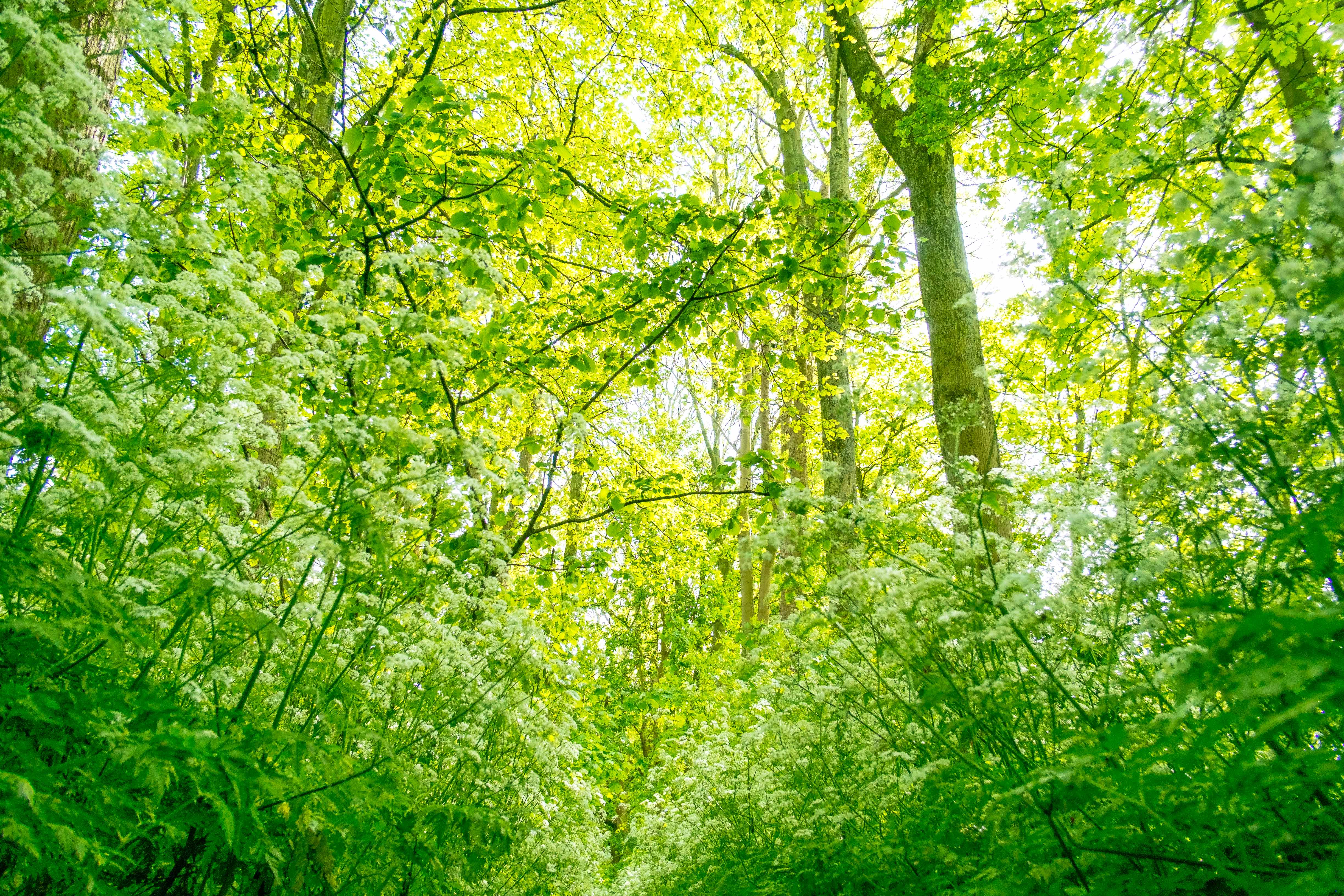 natuur-vanaf-de-grond-15