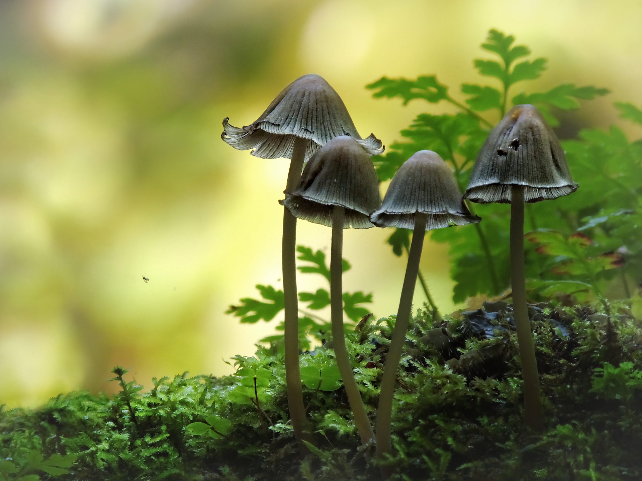 inktzwammetjes-in-m%C3%BCllerthal