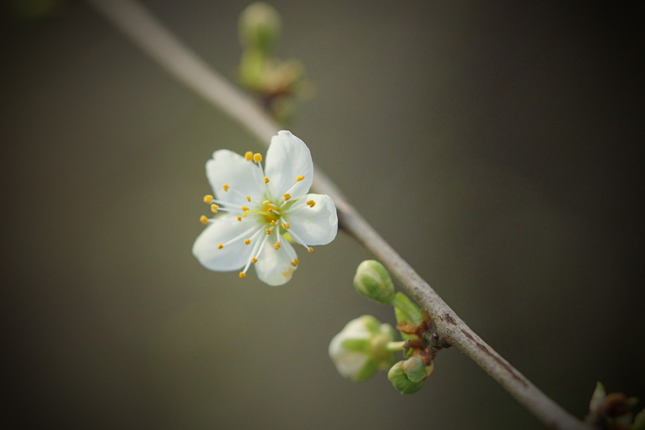 de-eerste-bloesem-in-de-lente