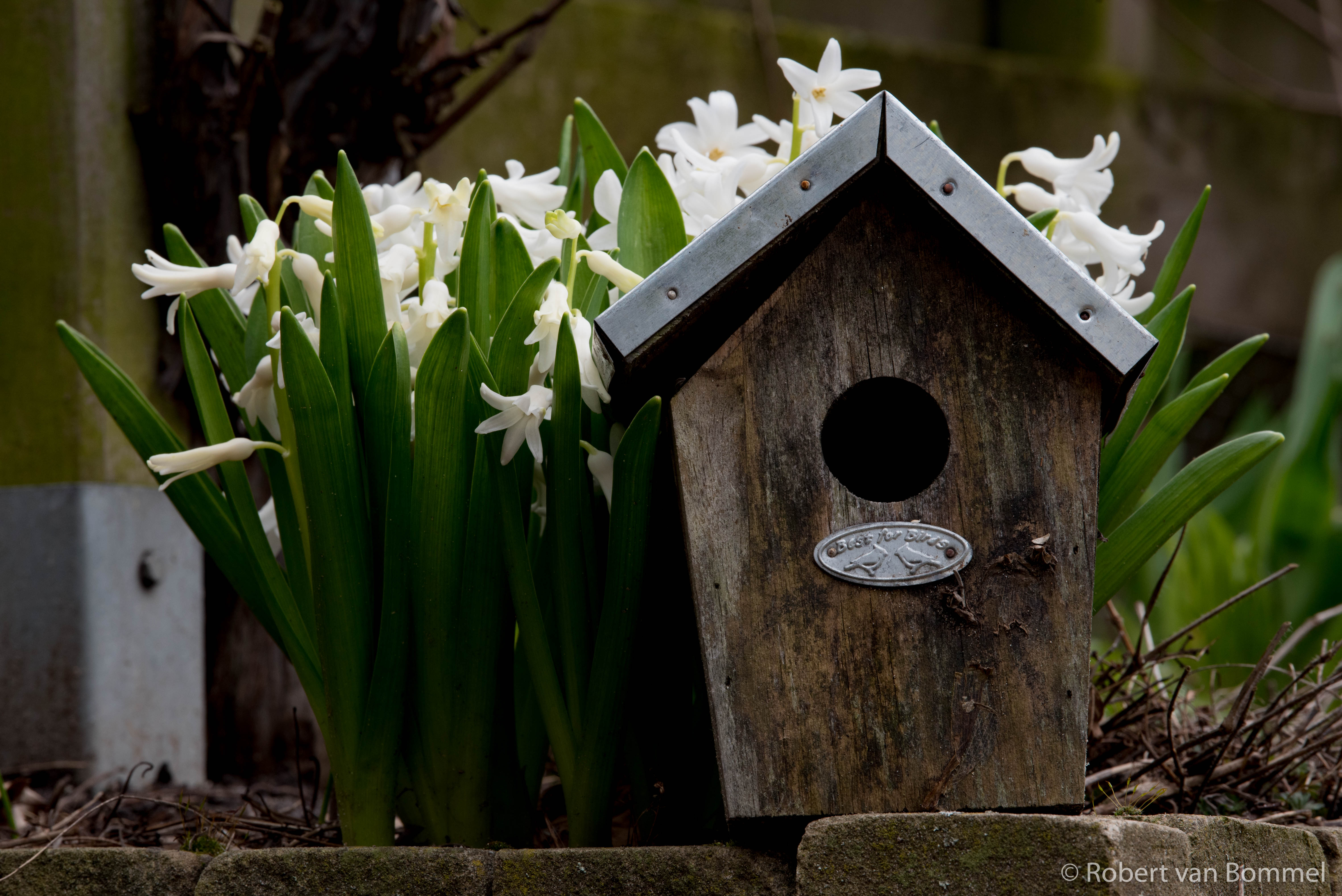 voorjaar-voor-de-deur