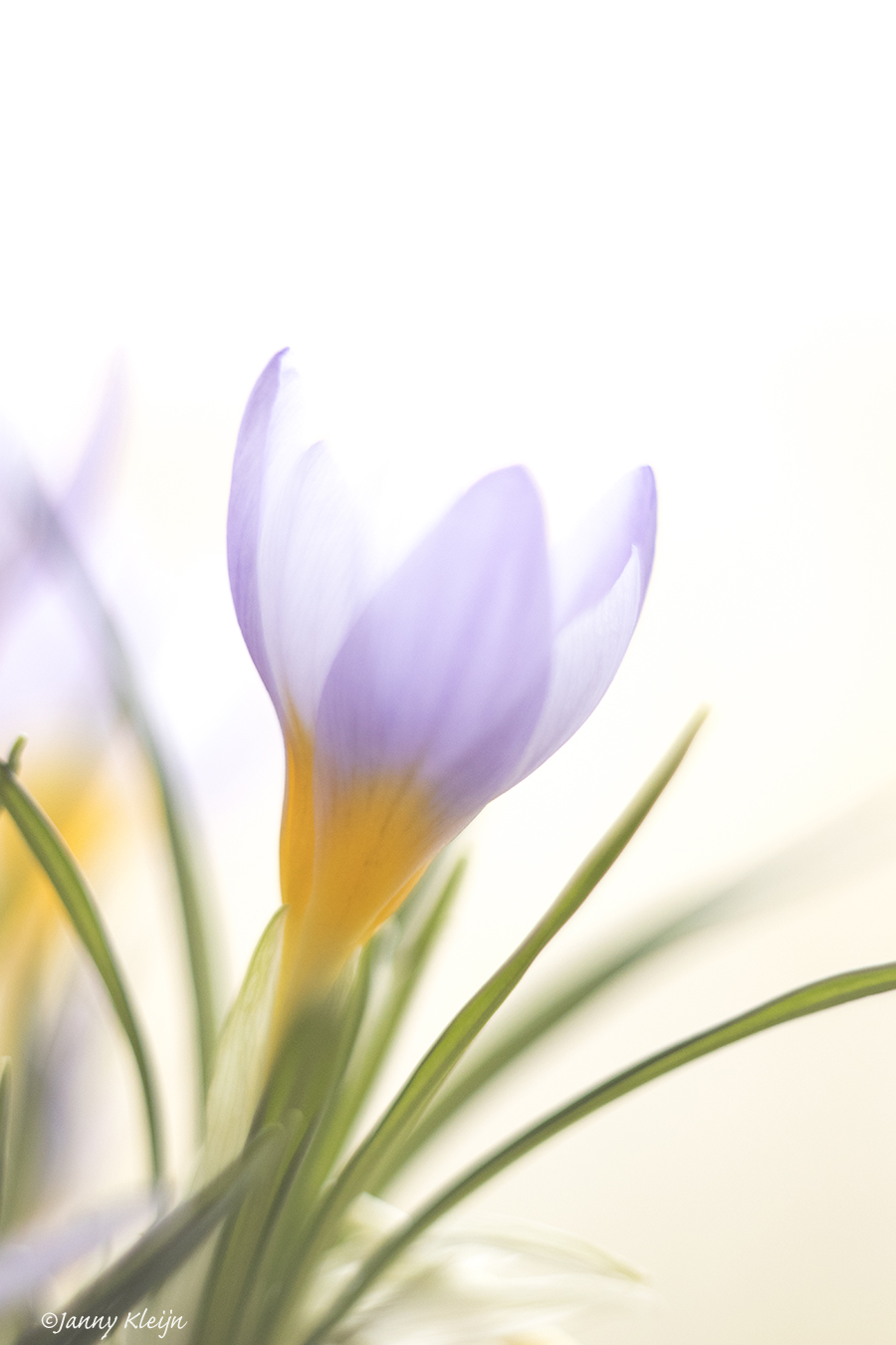 crocus