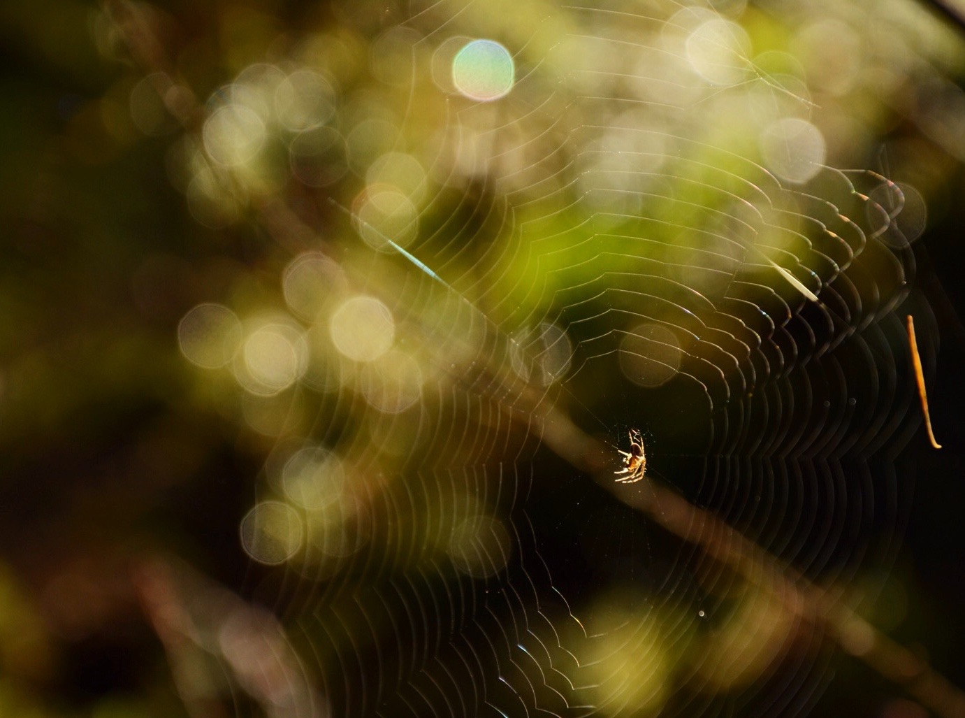 spider-versus-bokeh