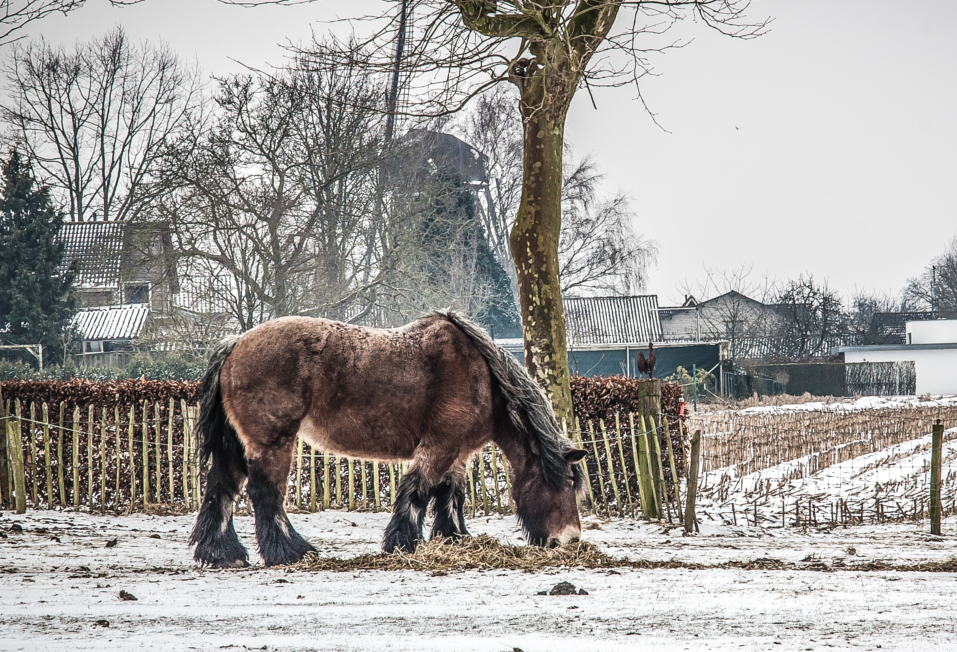 paard-in-de-winter