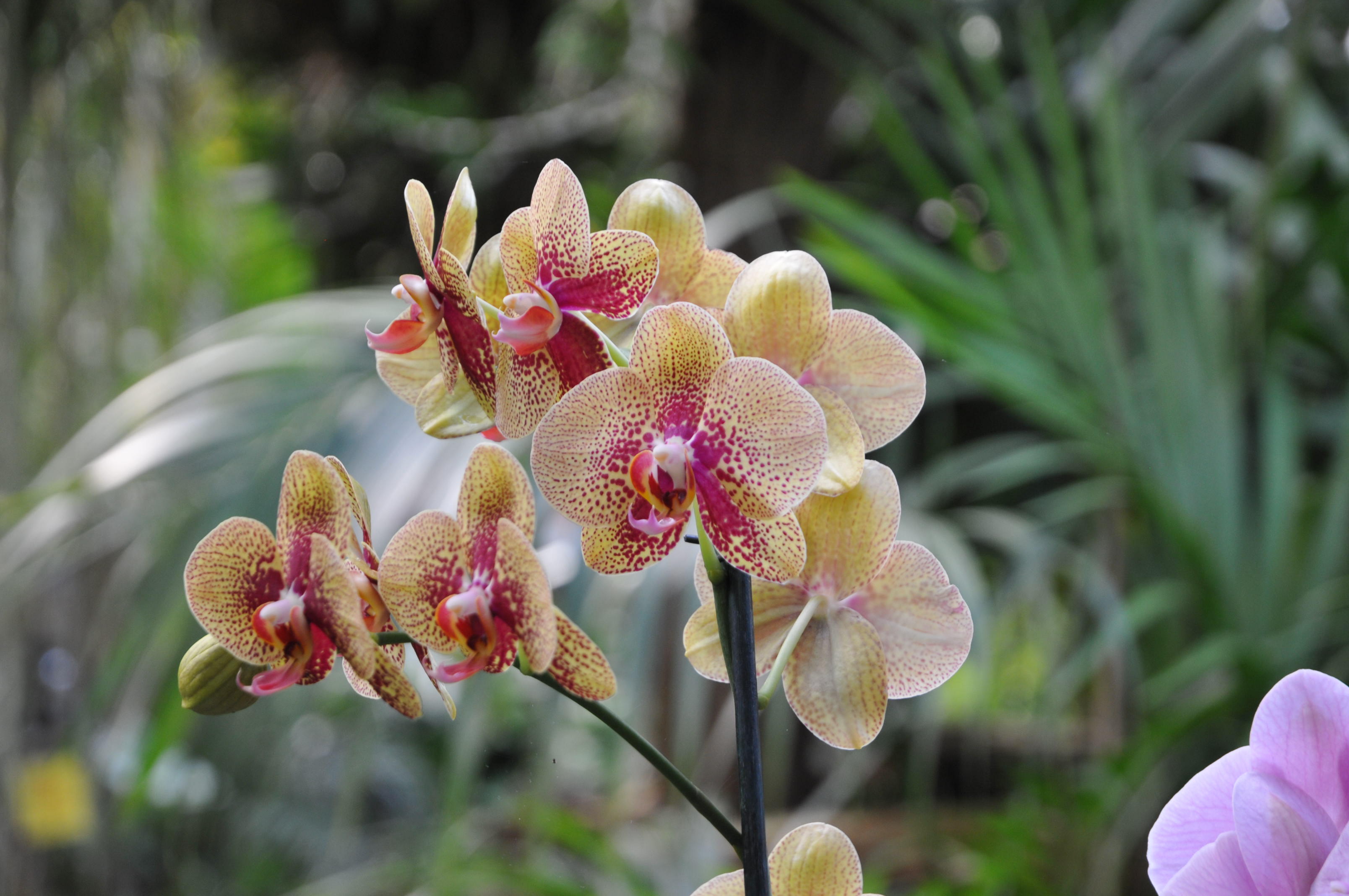 orchidee-6