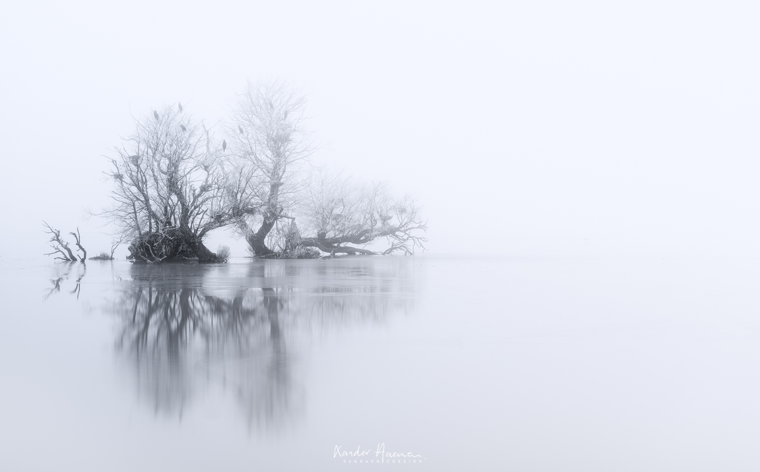 stilleven-oostvaardersplassen