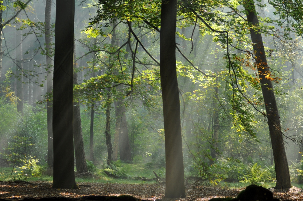 mist-in-het-woud