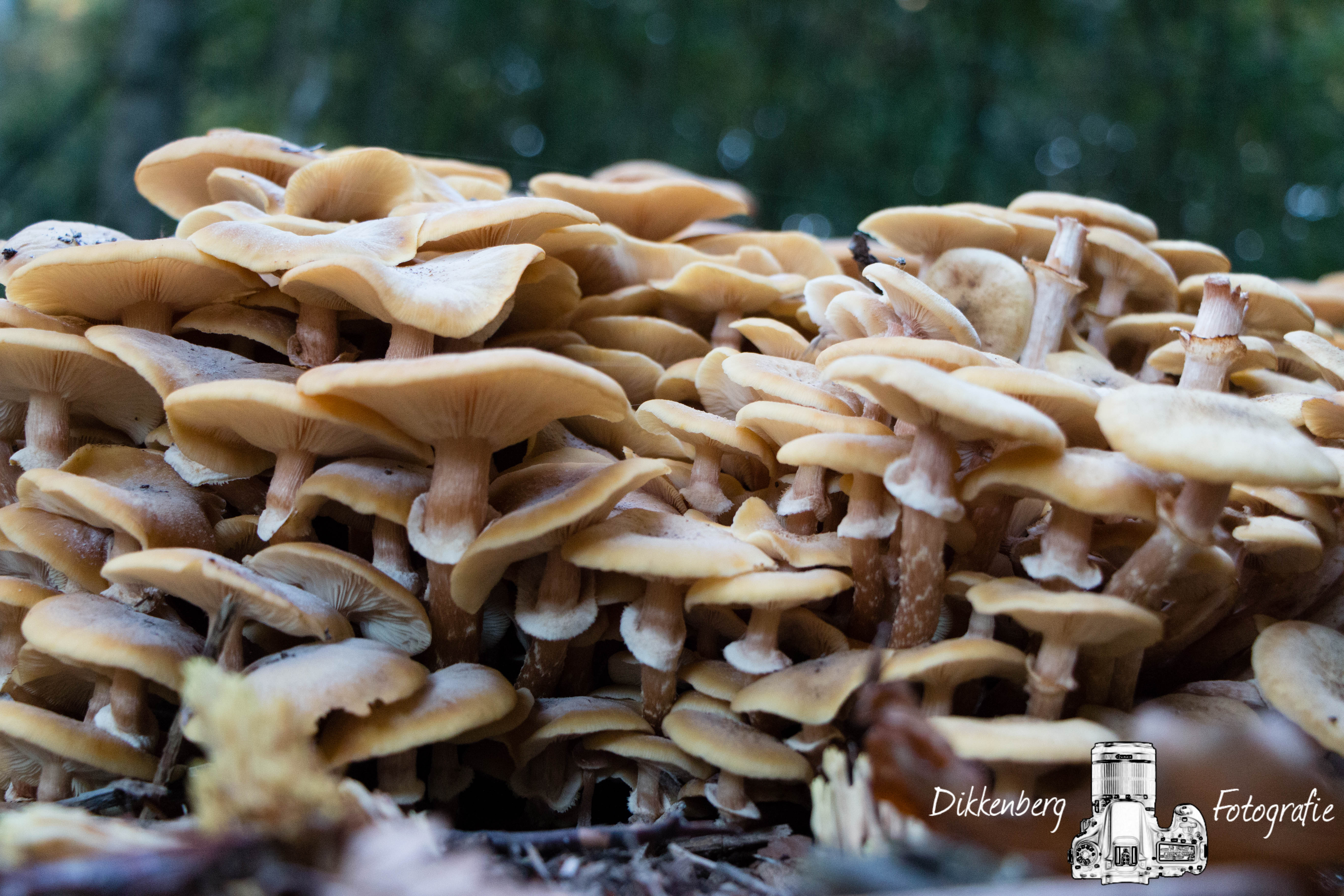 groep-paddenstoelen