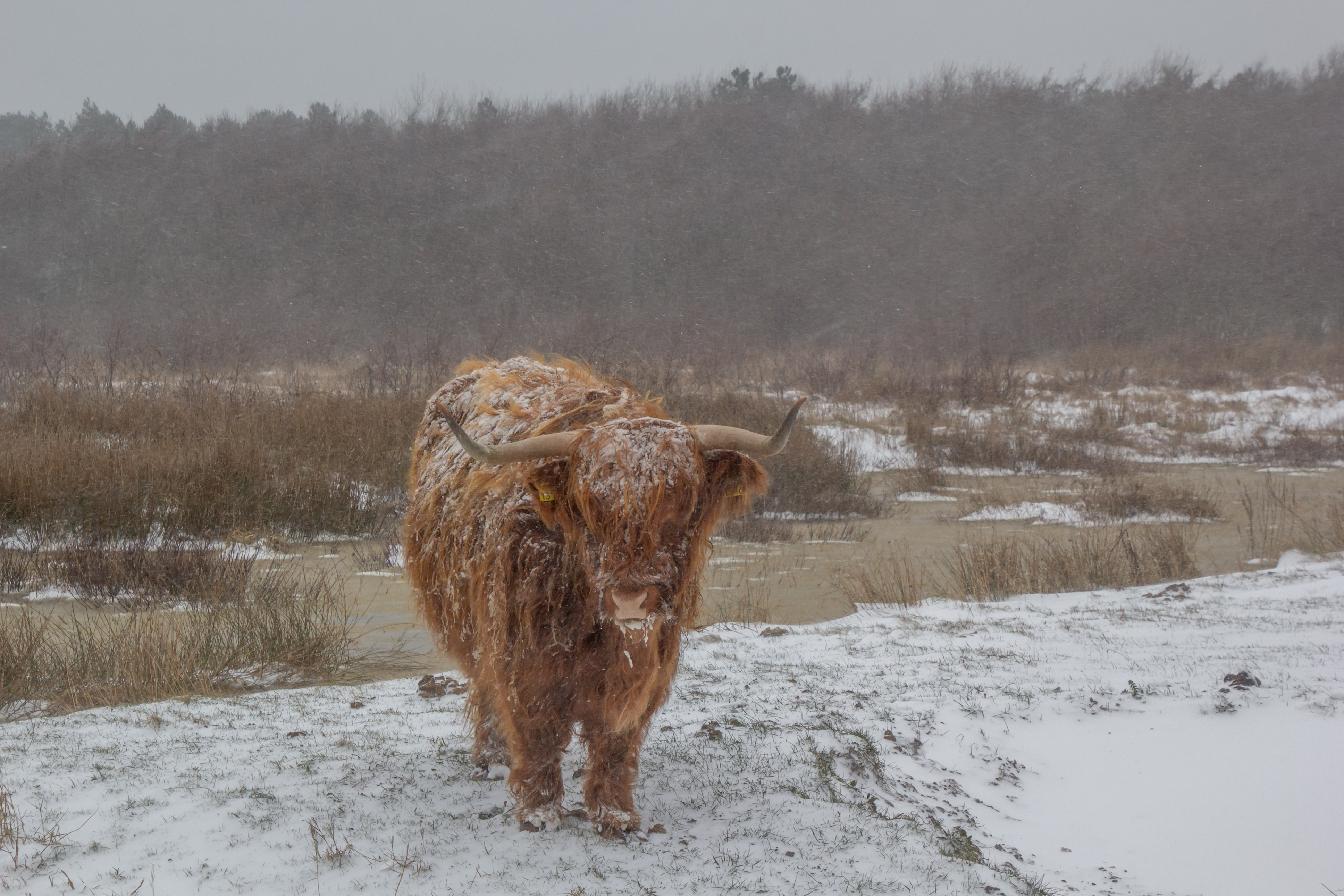 nederland-in-de-winter
