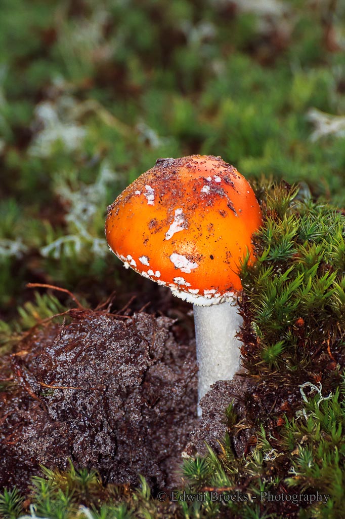 klein-maar-opvallend