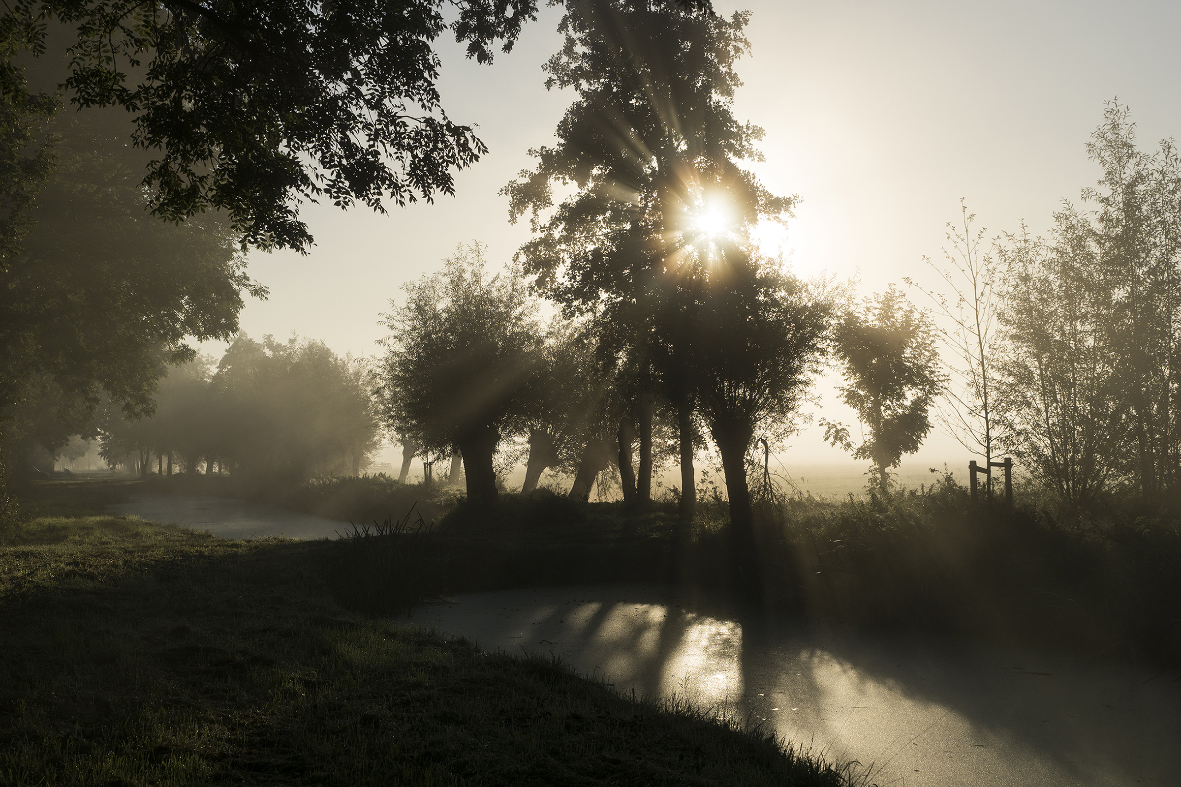 zonnestralen-door-de-bomen