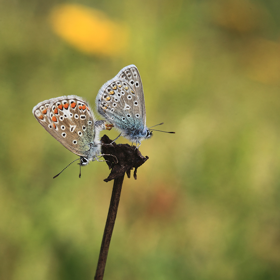 icarus-blauwtje-parend