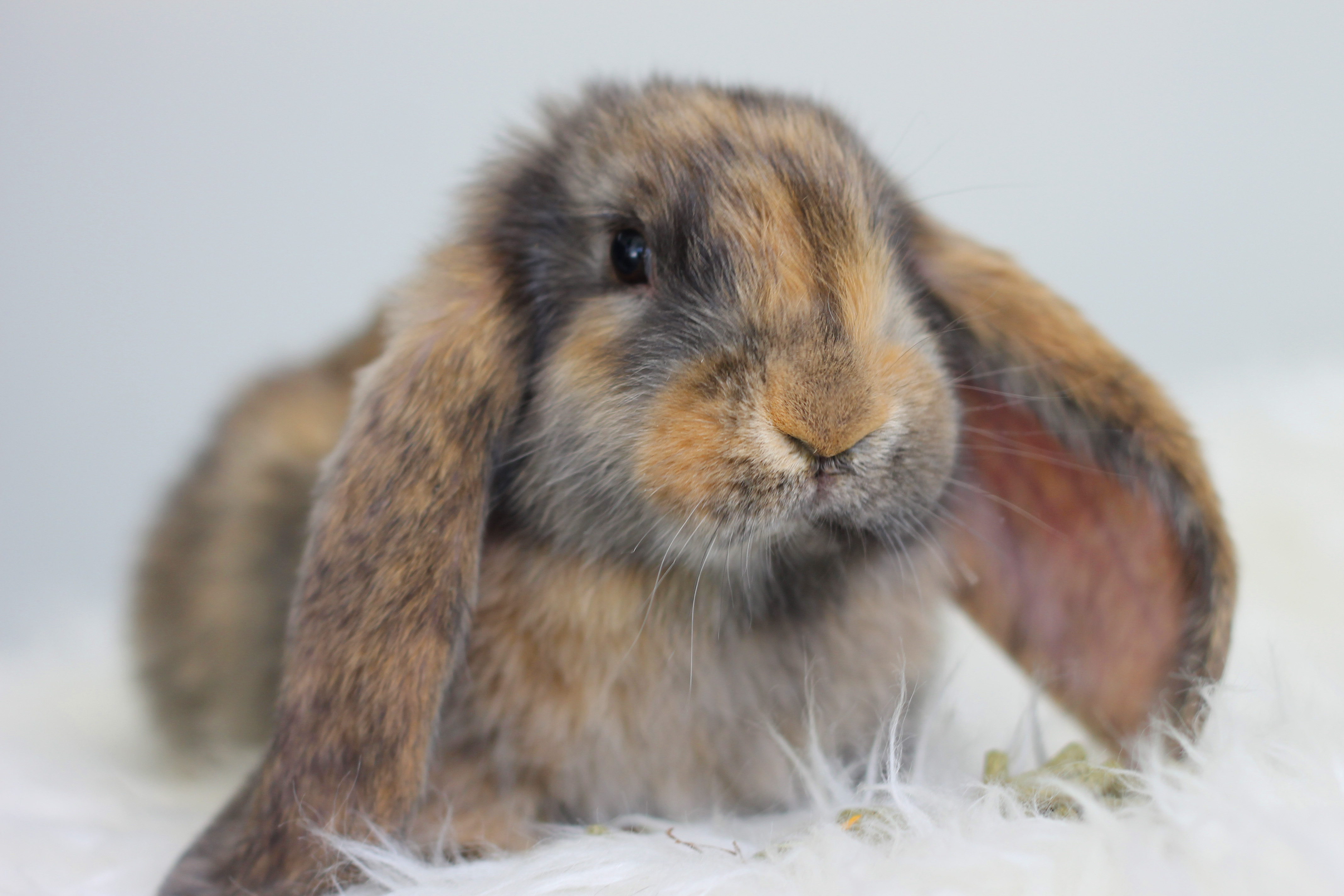 franse-hangoor-portret