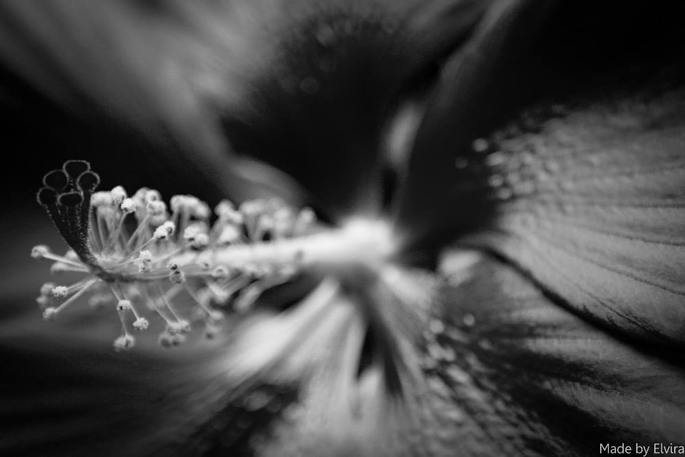 chineese-roos-black-en-white-0