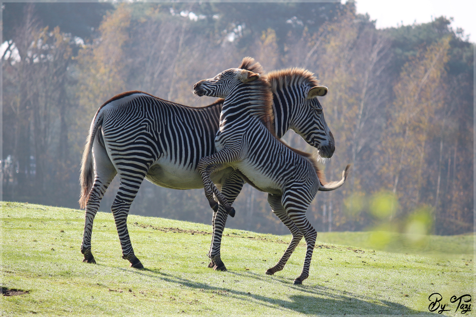 grevy-zebras