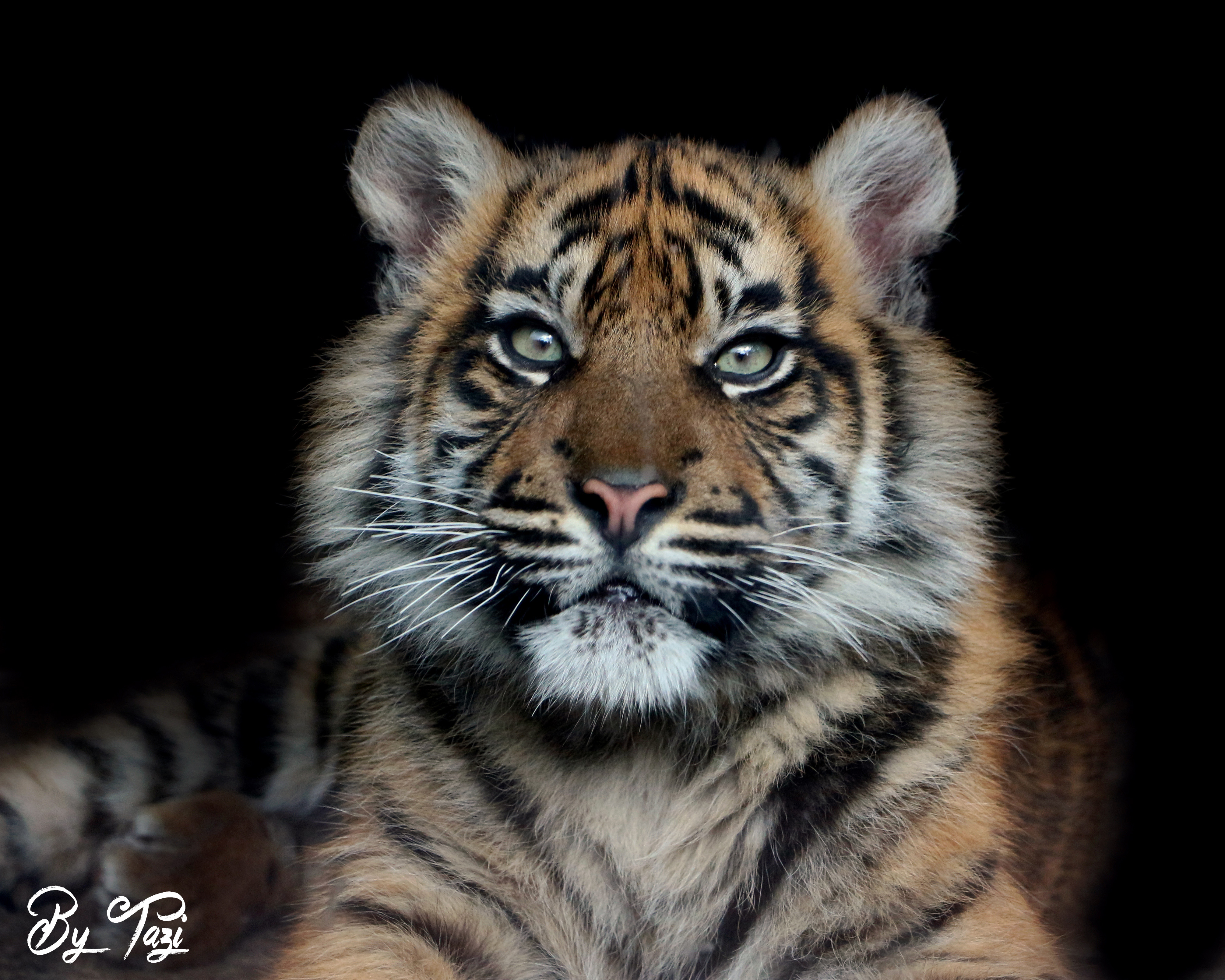 sumatraans-tijgerwelpje-tess-0