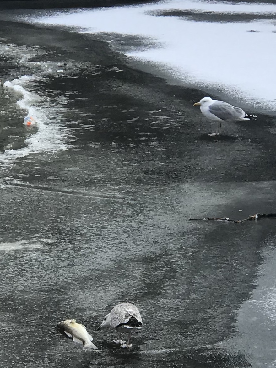 recht-van-de-sterkste