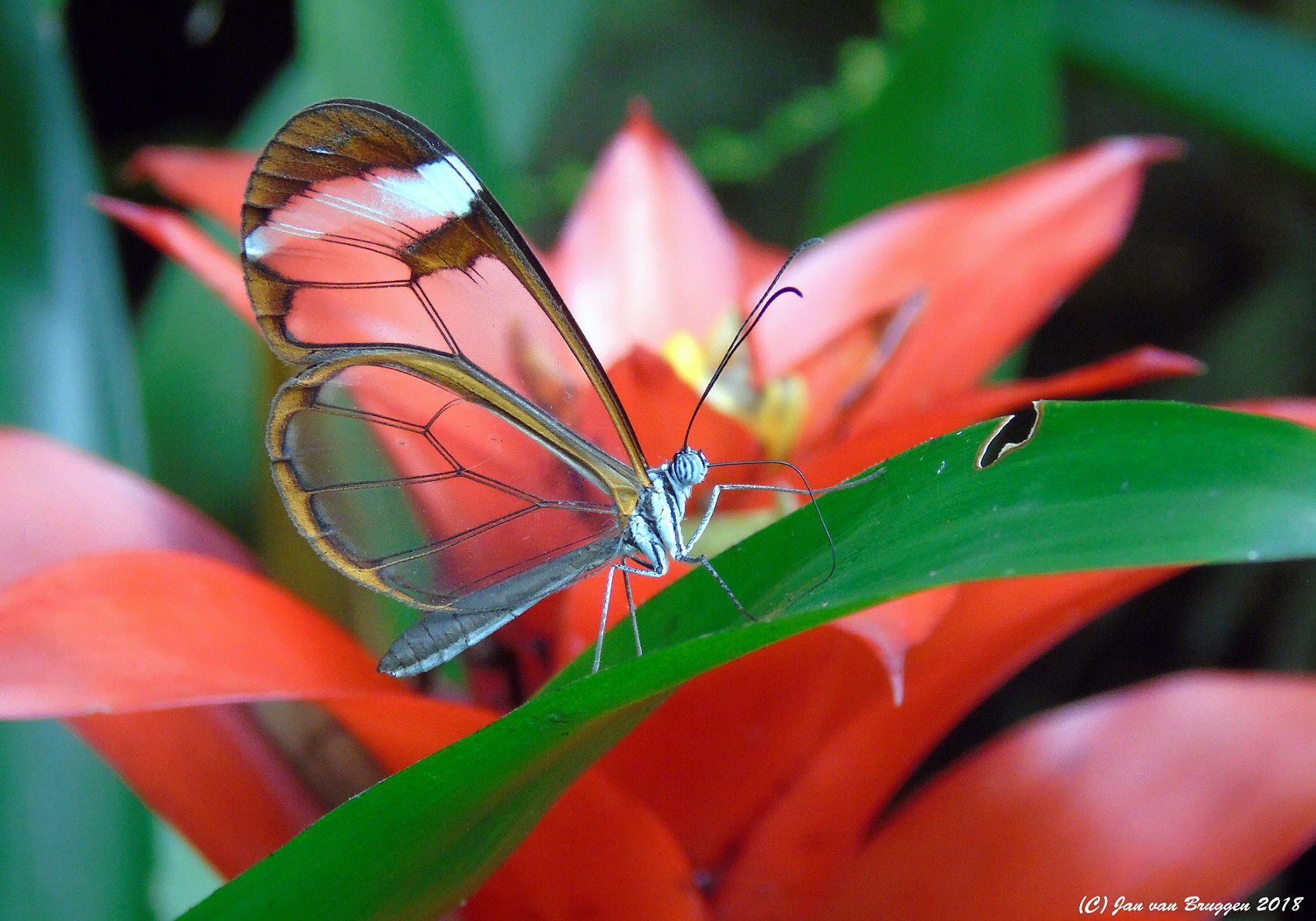 greta-oto-glasvleugelvlinder