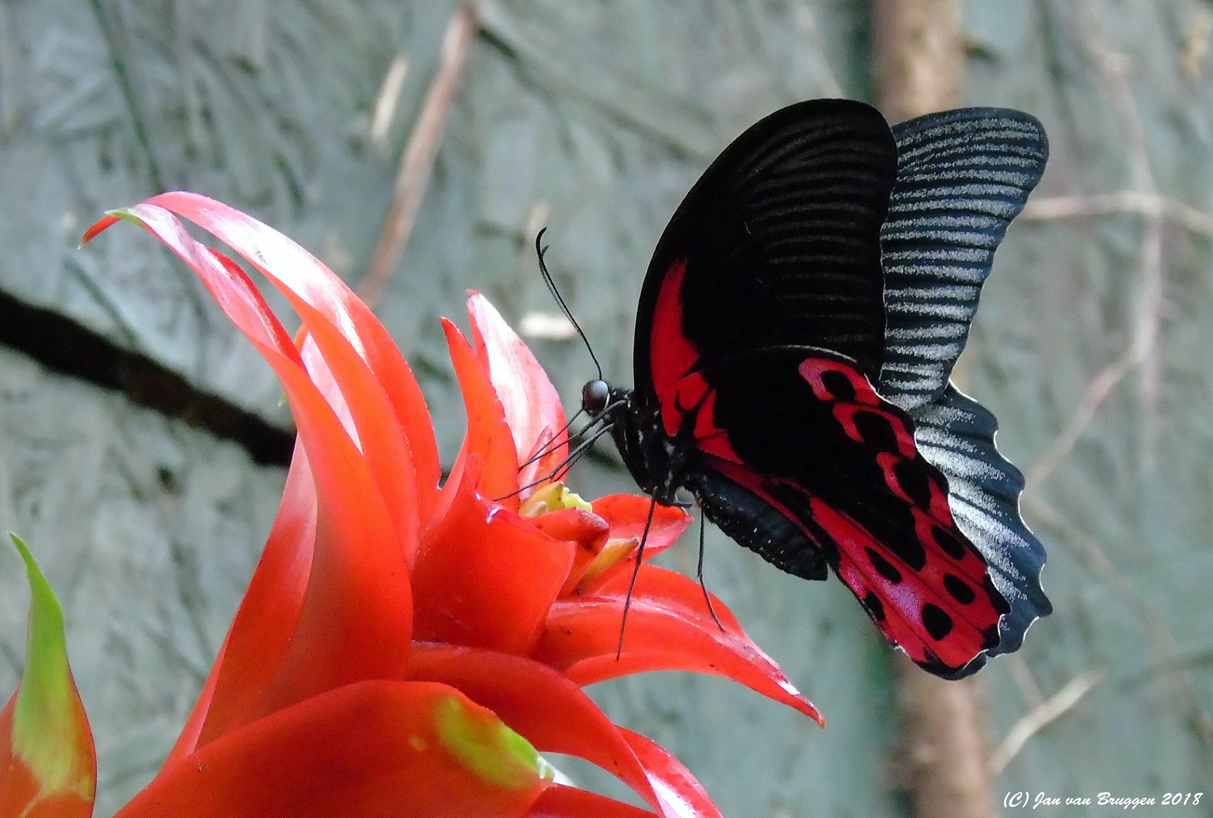 papilio-deiphobus-rumanzovia-vrouw