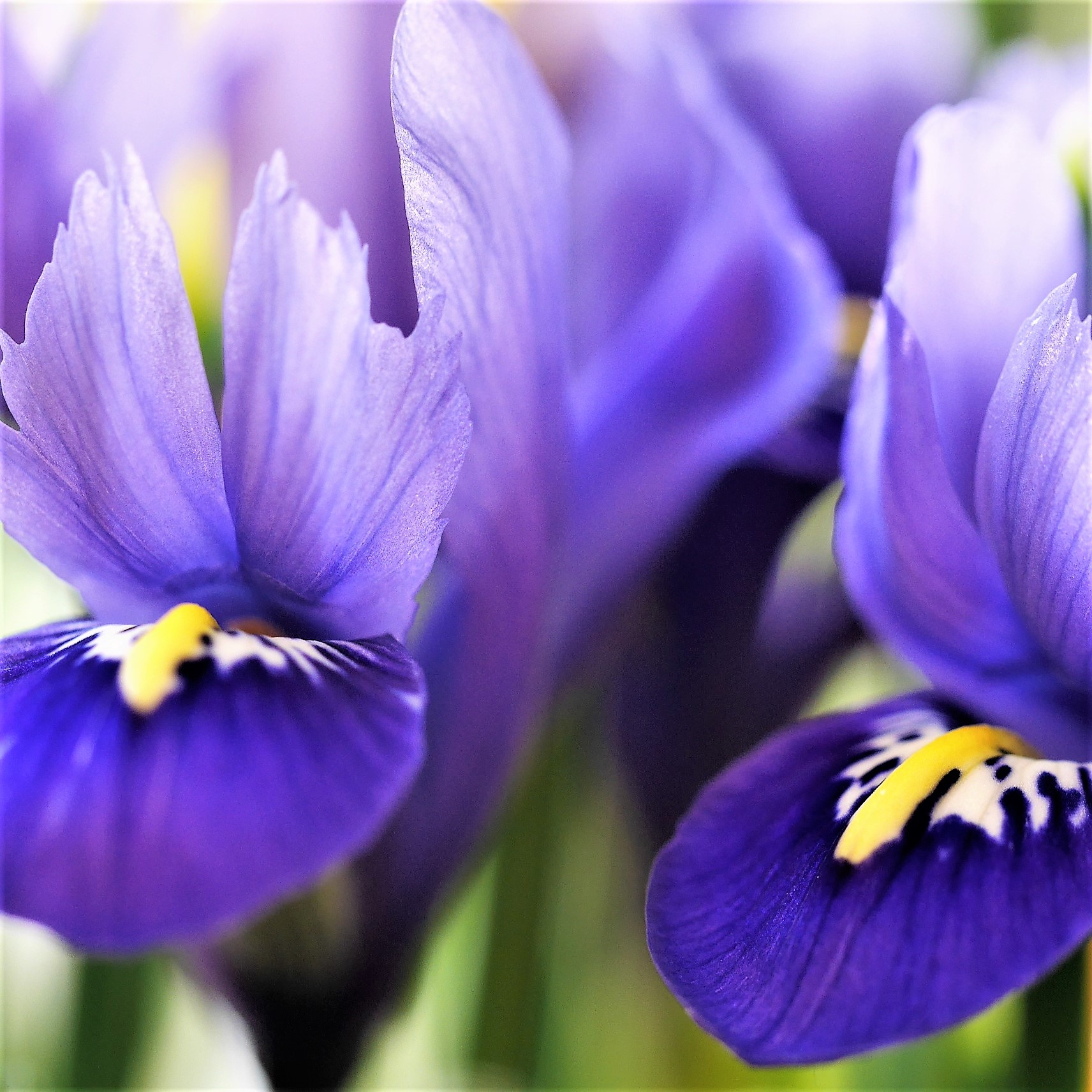 kleur-van-de-in-optocht-komende-lente