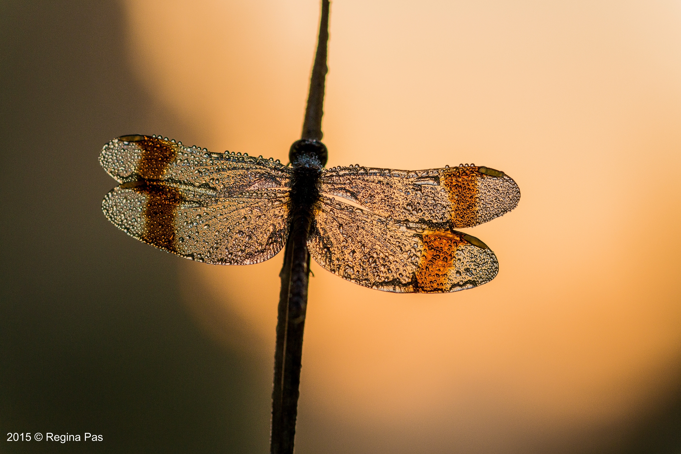 dragonfly-3