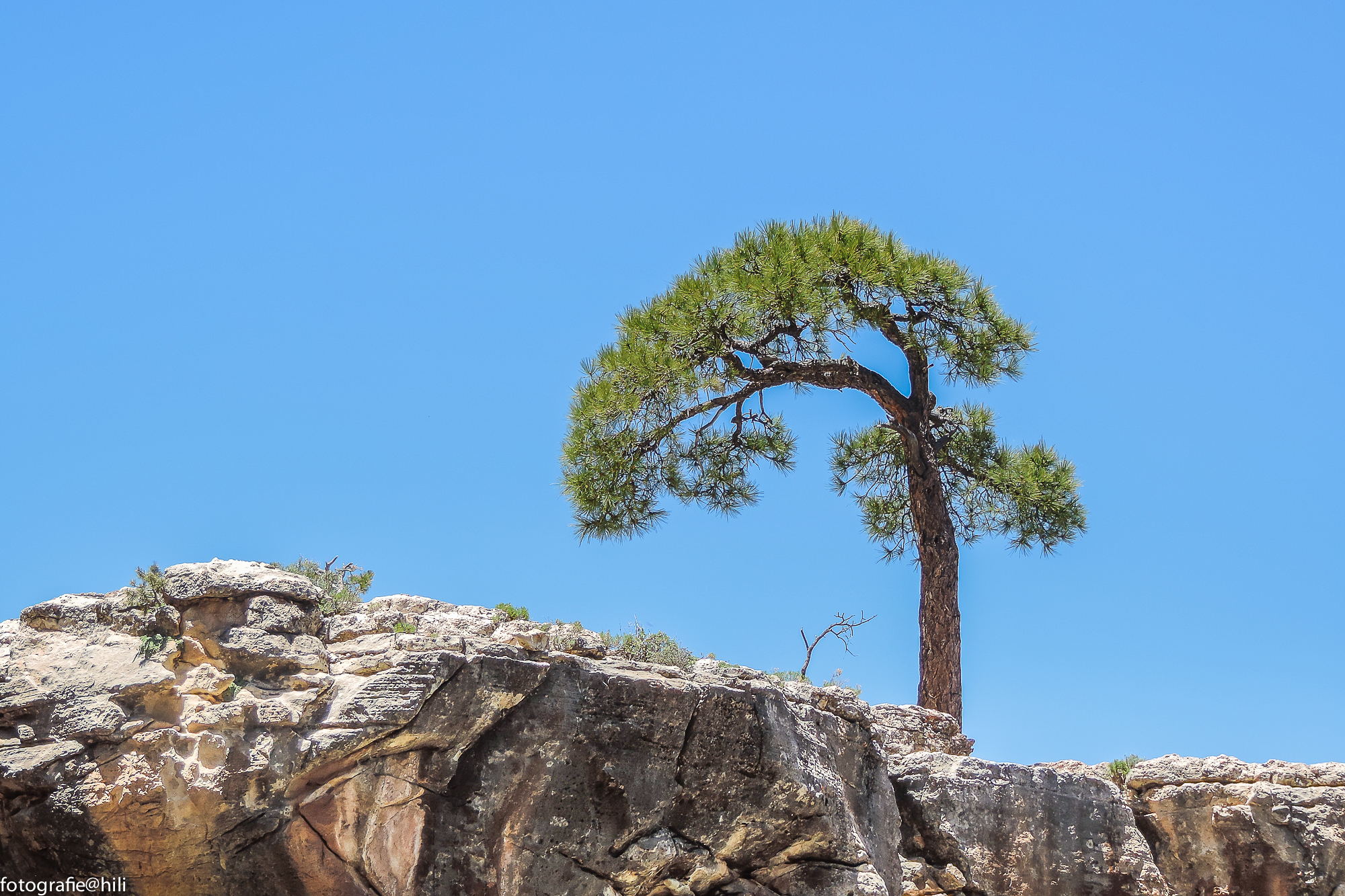boompje-op-de-grand-canyon