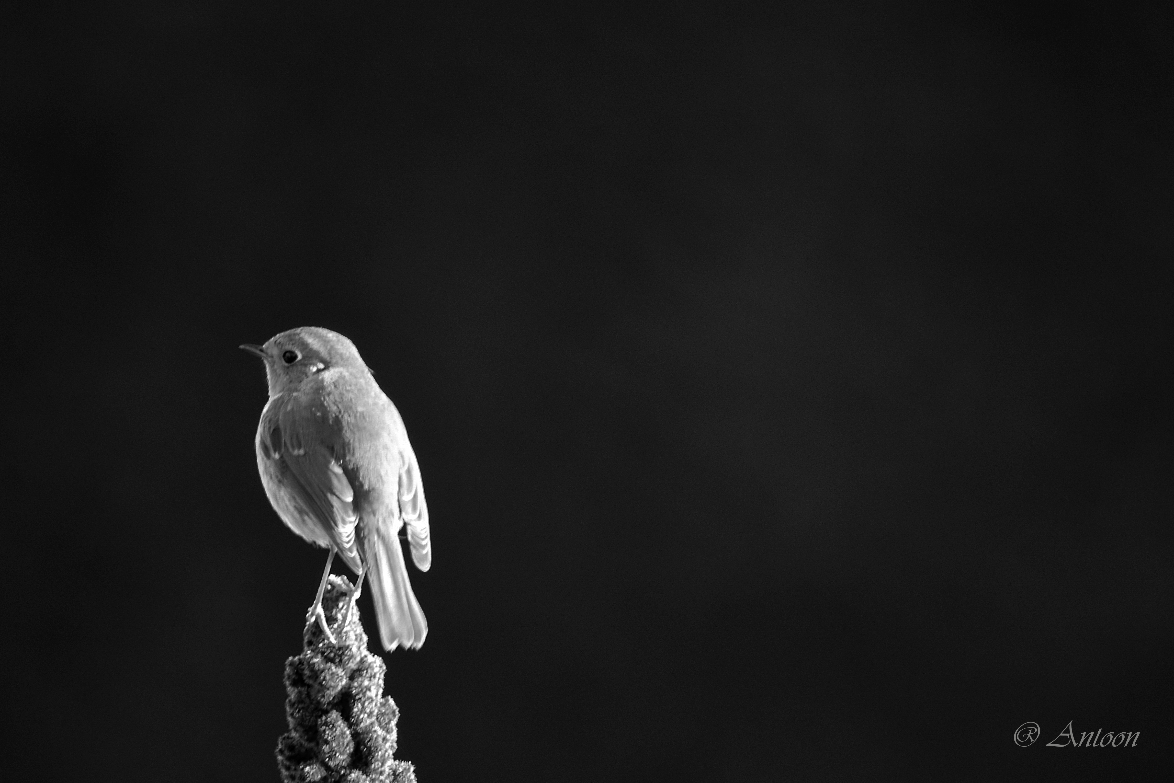 roodborstje-in-de-tuin-1