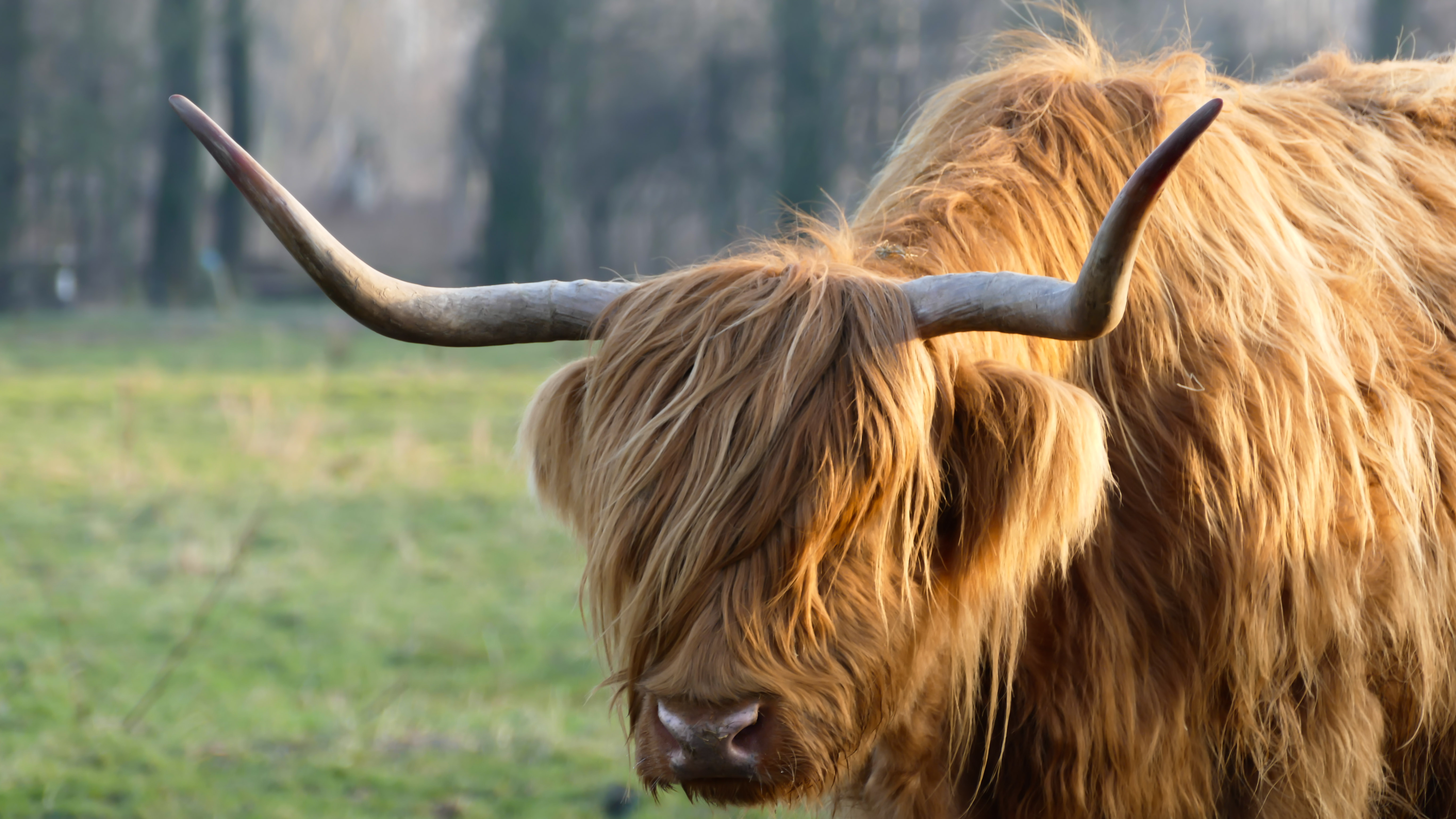 schotse-hooglander-9