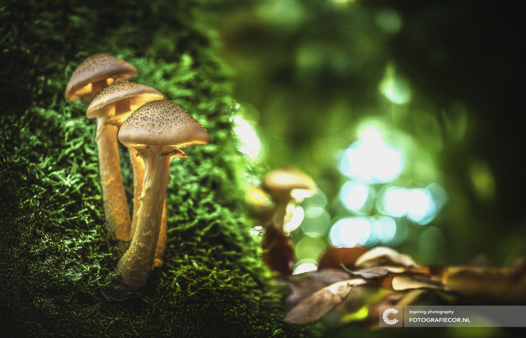 verlichte-sprookjes-in-het-bos-herfstvondst-met-een-vleugje