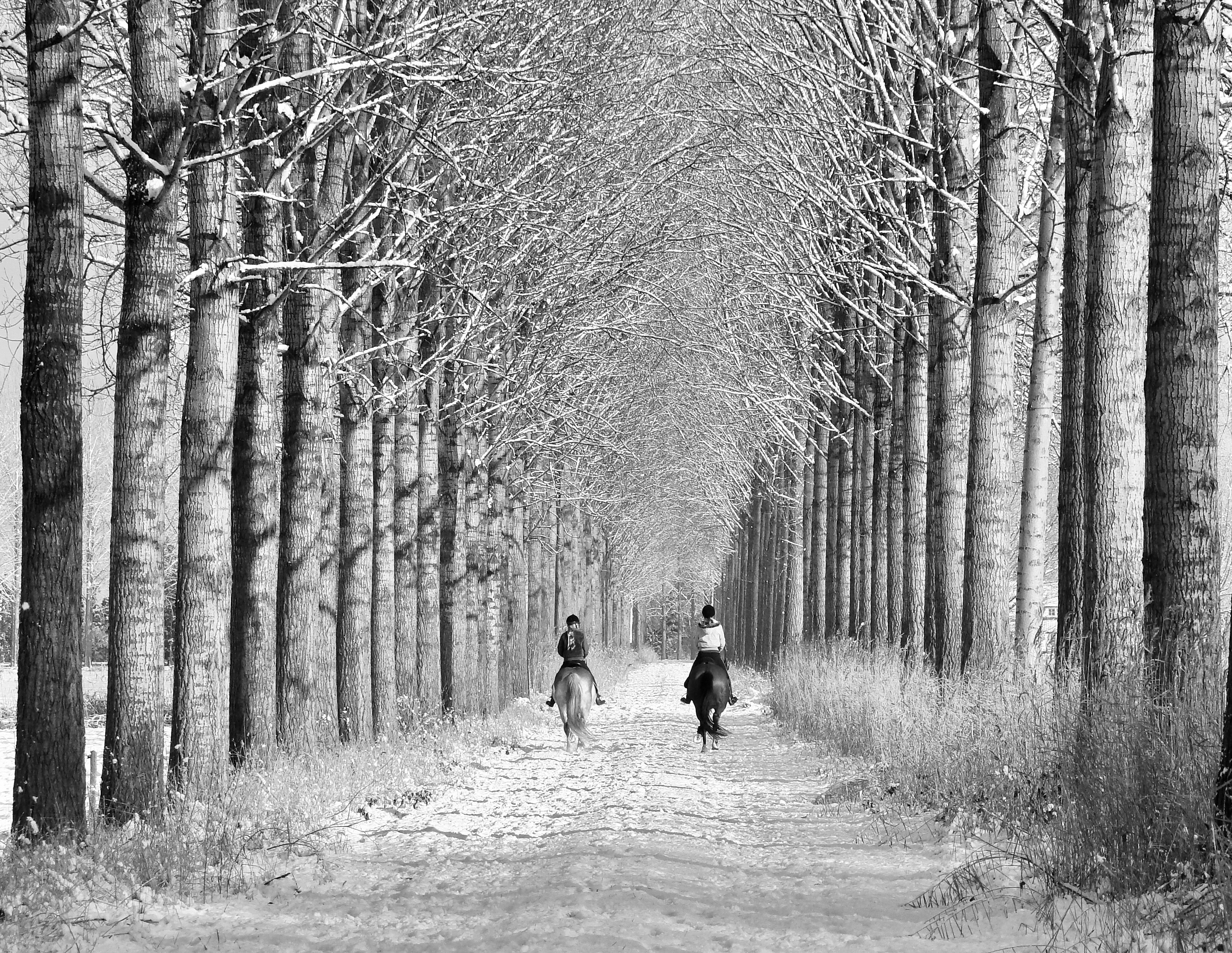 ruiters-in-de-winterse-middag-zon