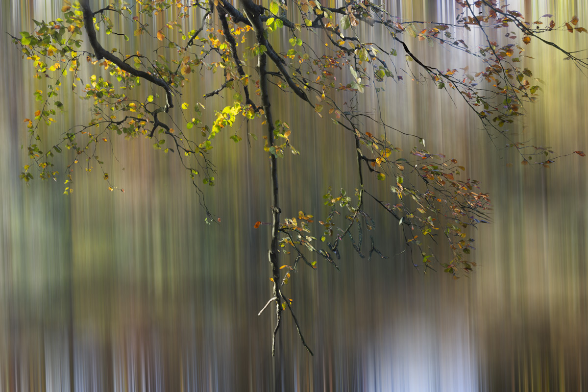 abstracte-natuur-1