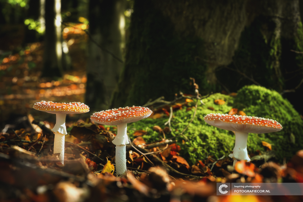 betoverende-vliegenzwam-trio-een-sprookje-in-het-herfstbos