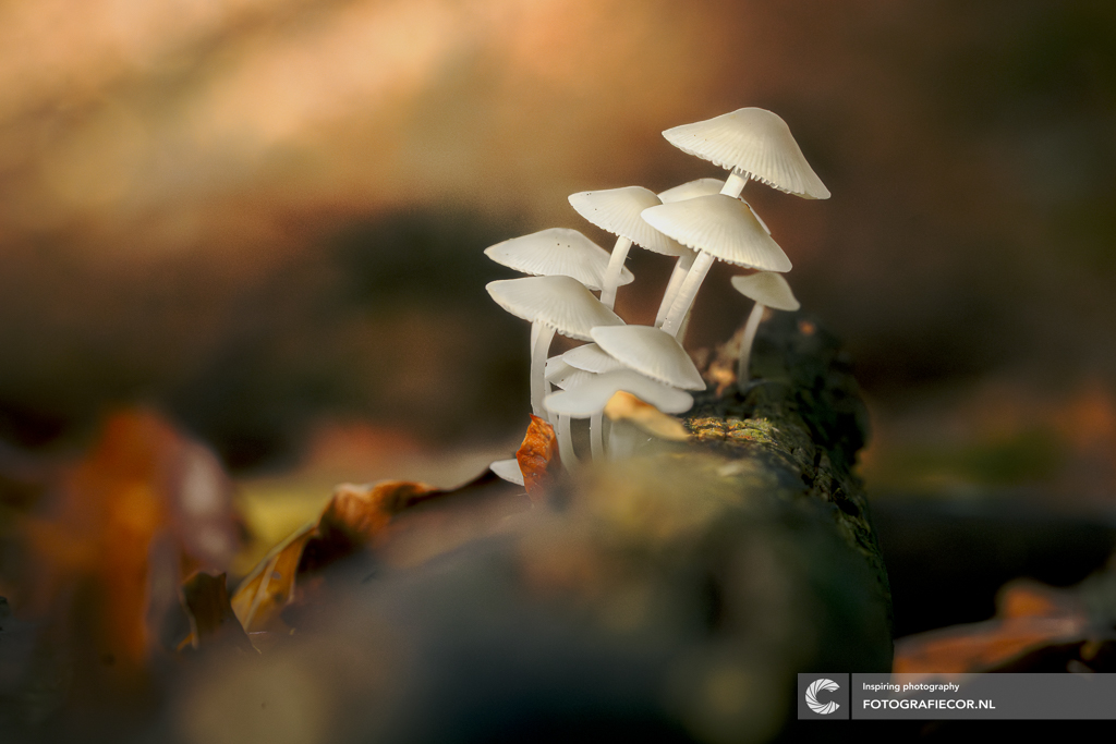 fluisterende-woudelfjes-in-het-gouden-licht