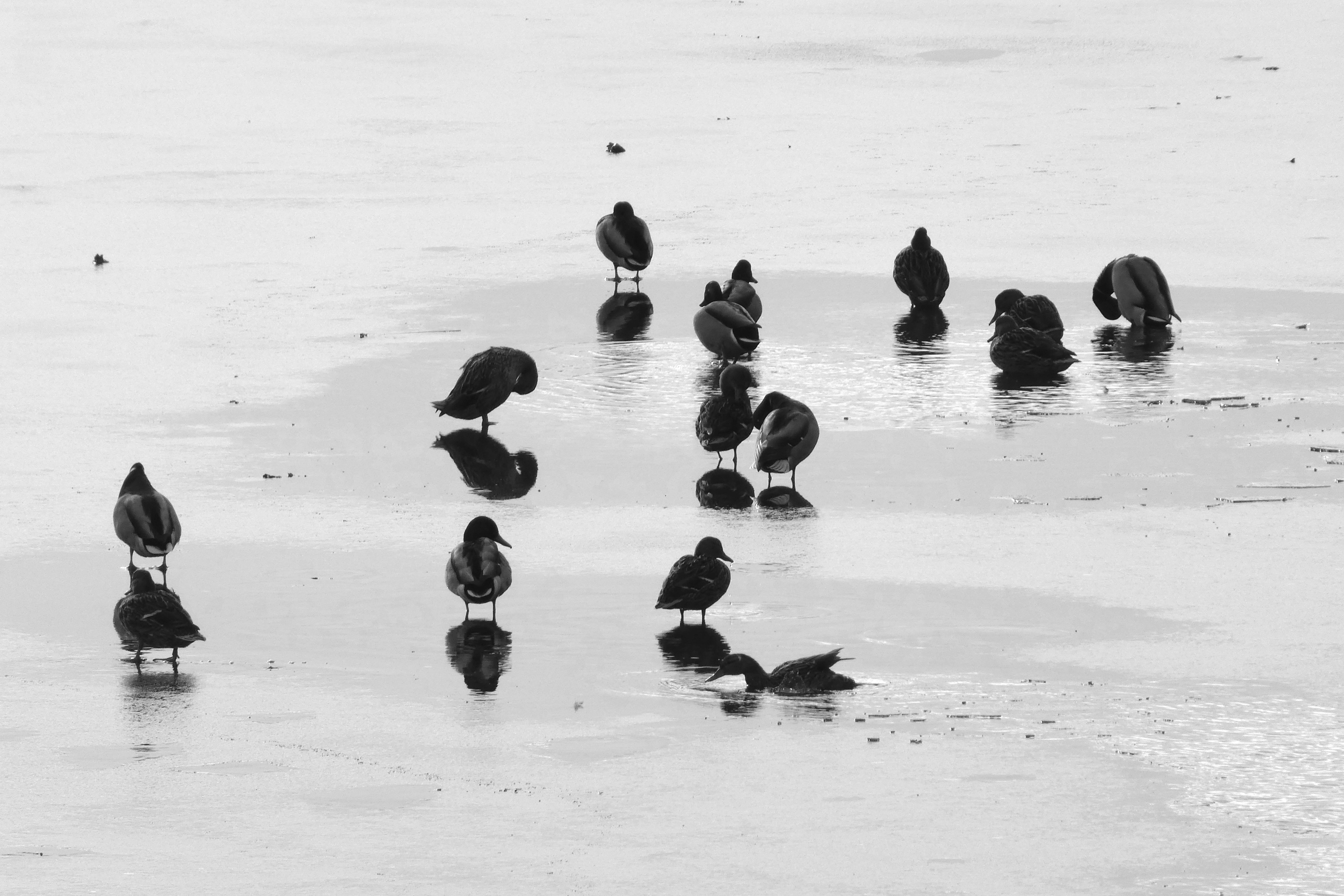 lekker-gezamenlijk-badderen-en-het-wak-openhouden