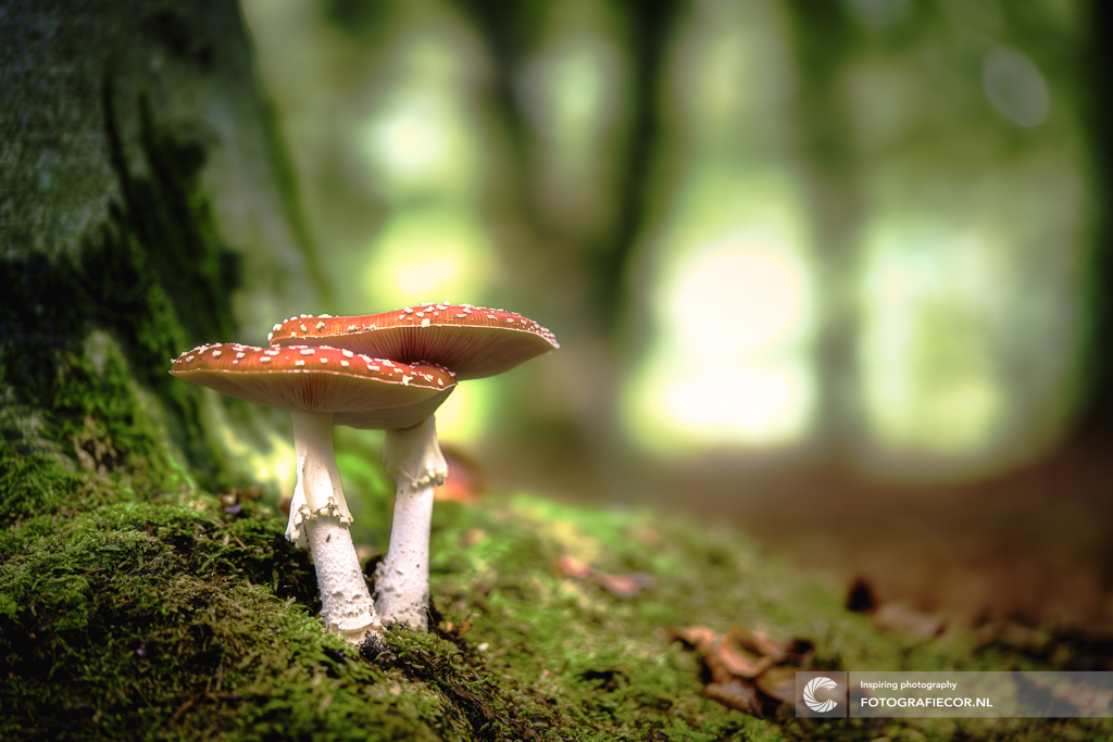 dansende-vliegenzwammen-in-het-sfeervolle-ochtendlicht