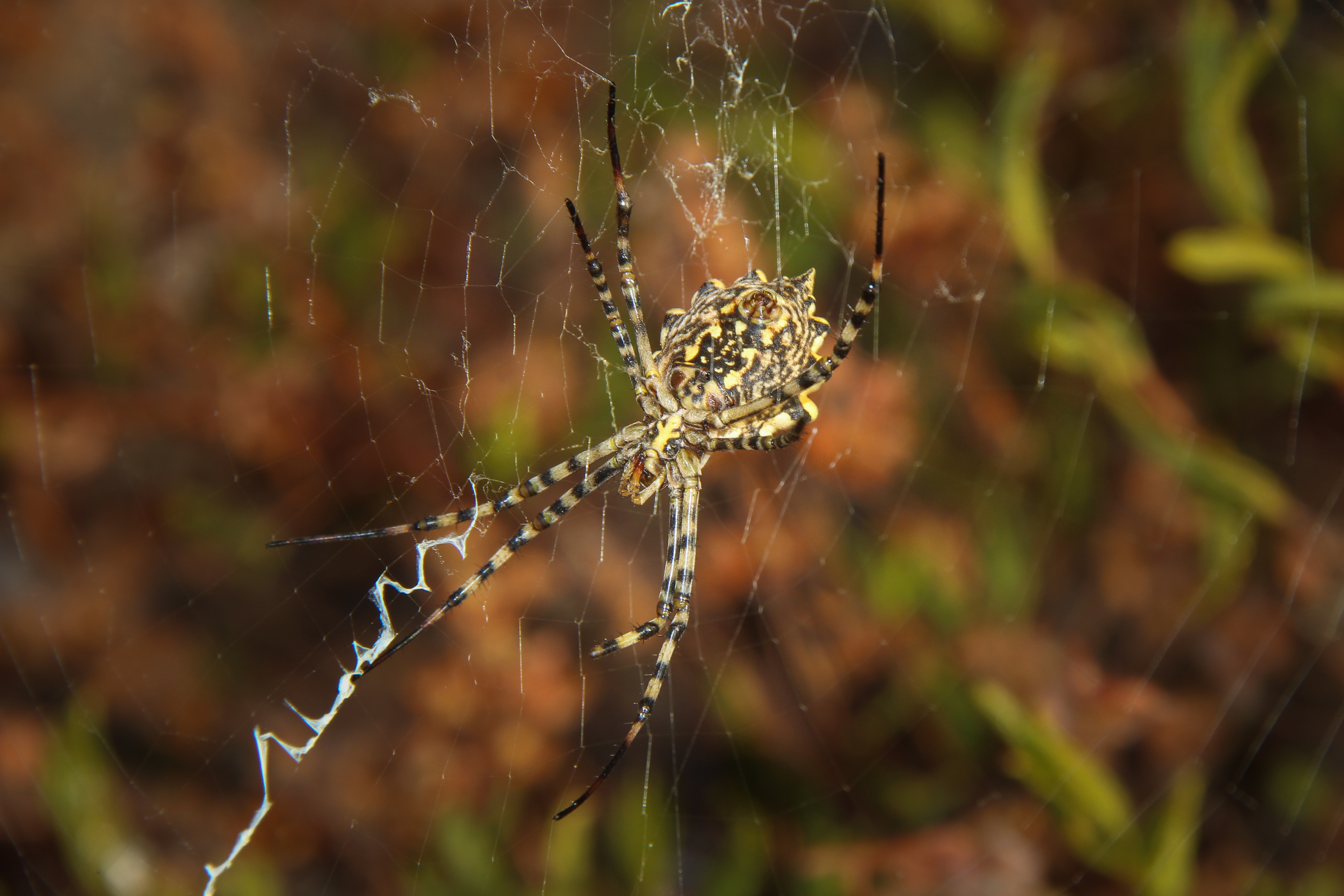banded-garden-spider