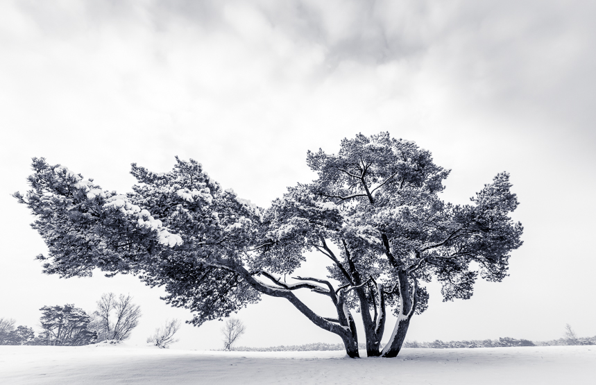vliegden-in-de-winter