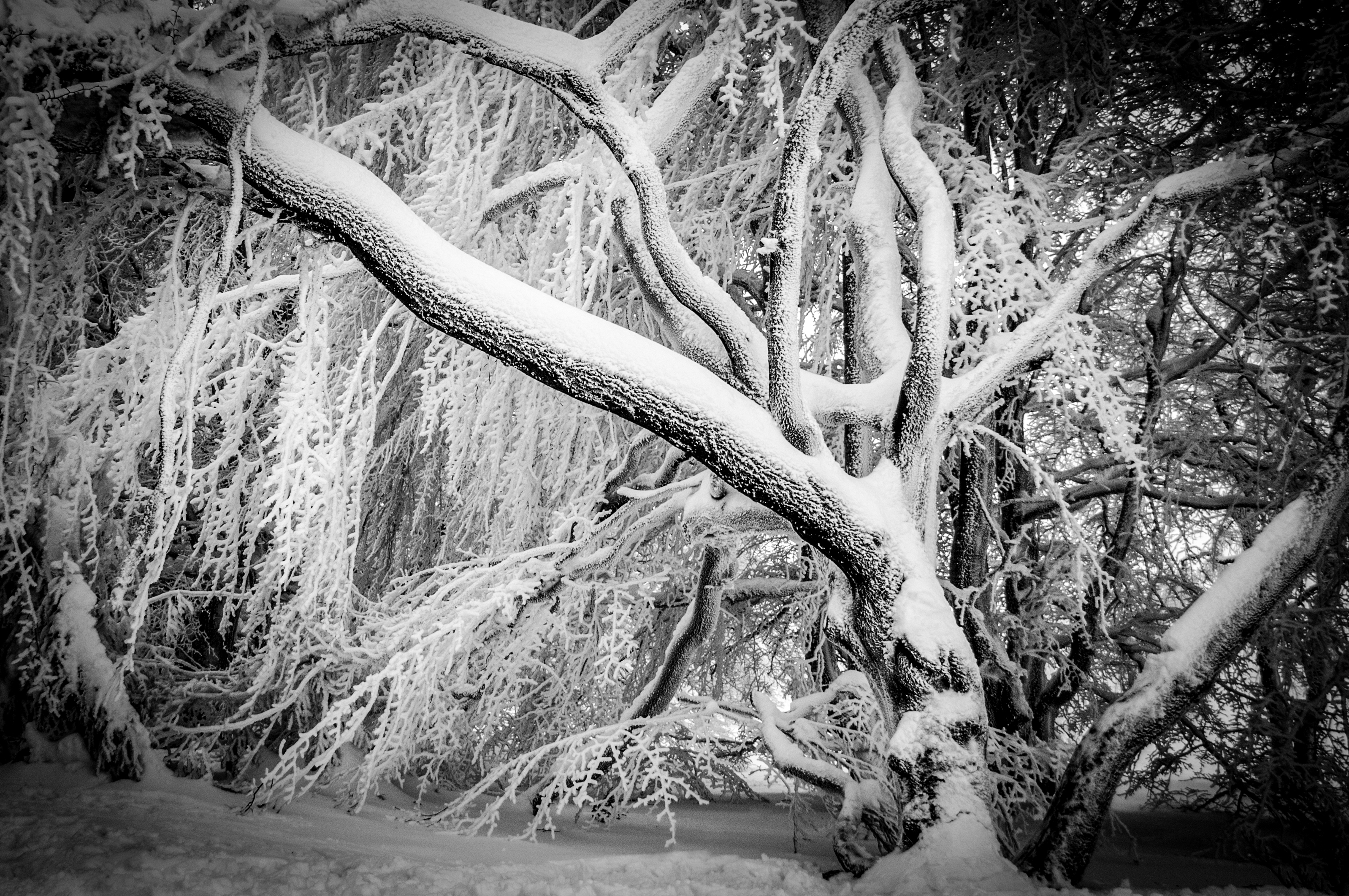 b-w-winterscene