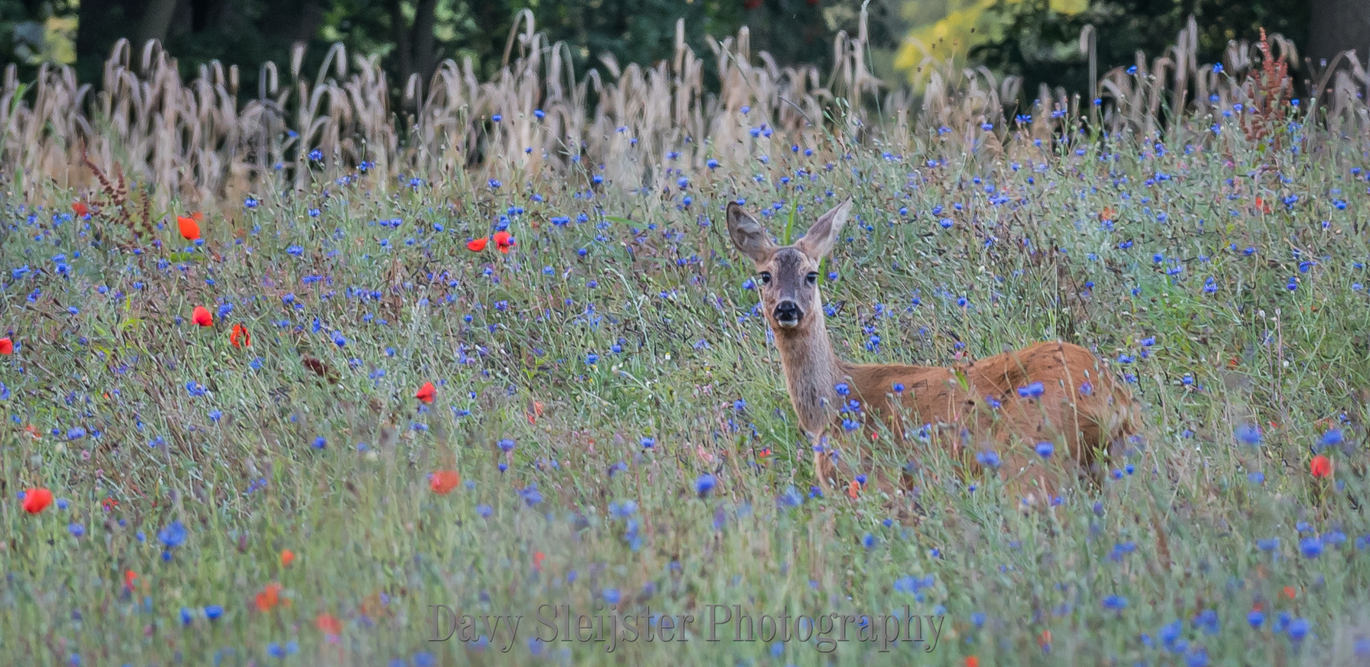 ree-in-een-veld-van-bloemen
