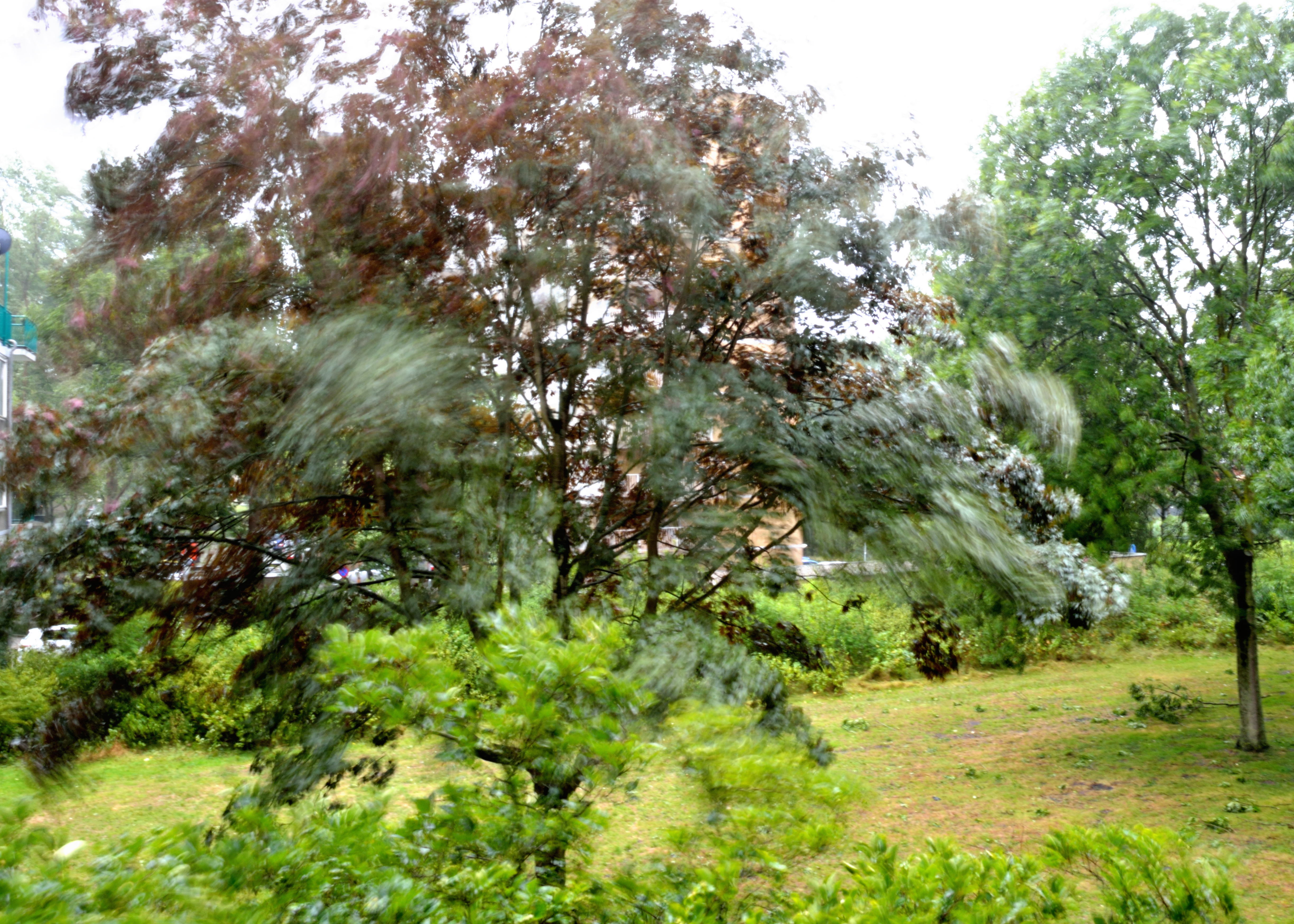 bomen-in-de-wind