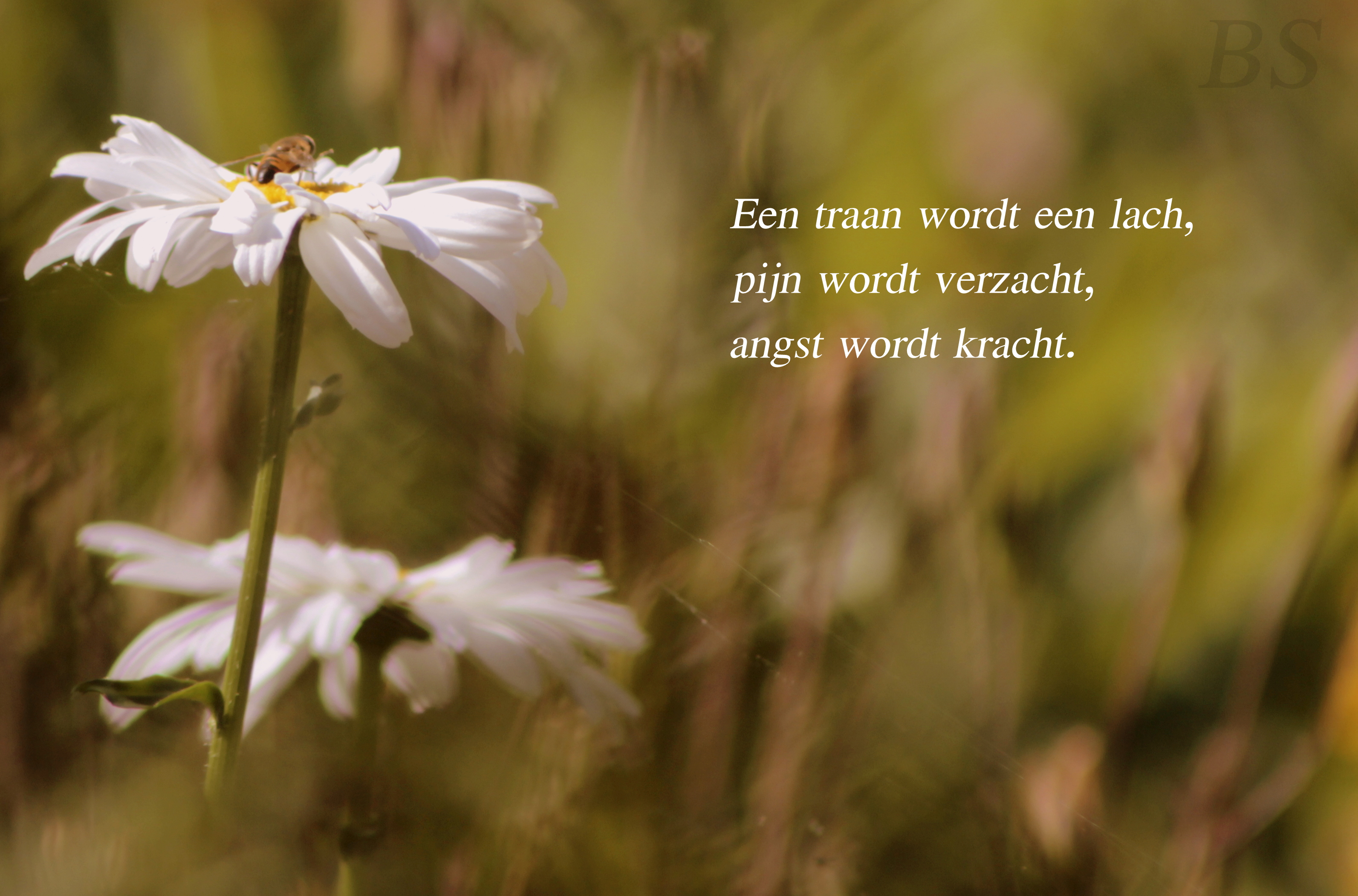 een-traan-wordt-een-lach