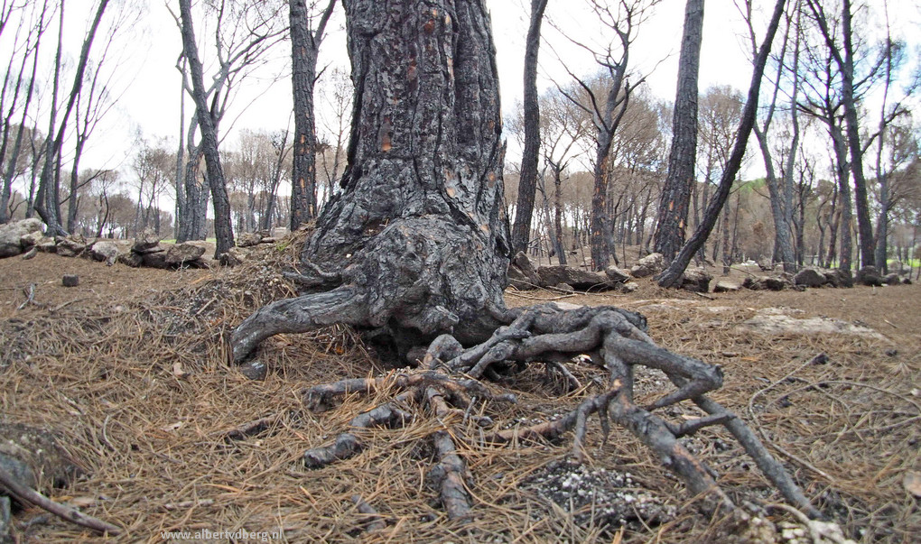 wortels-van-het-kwaad