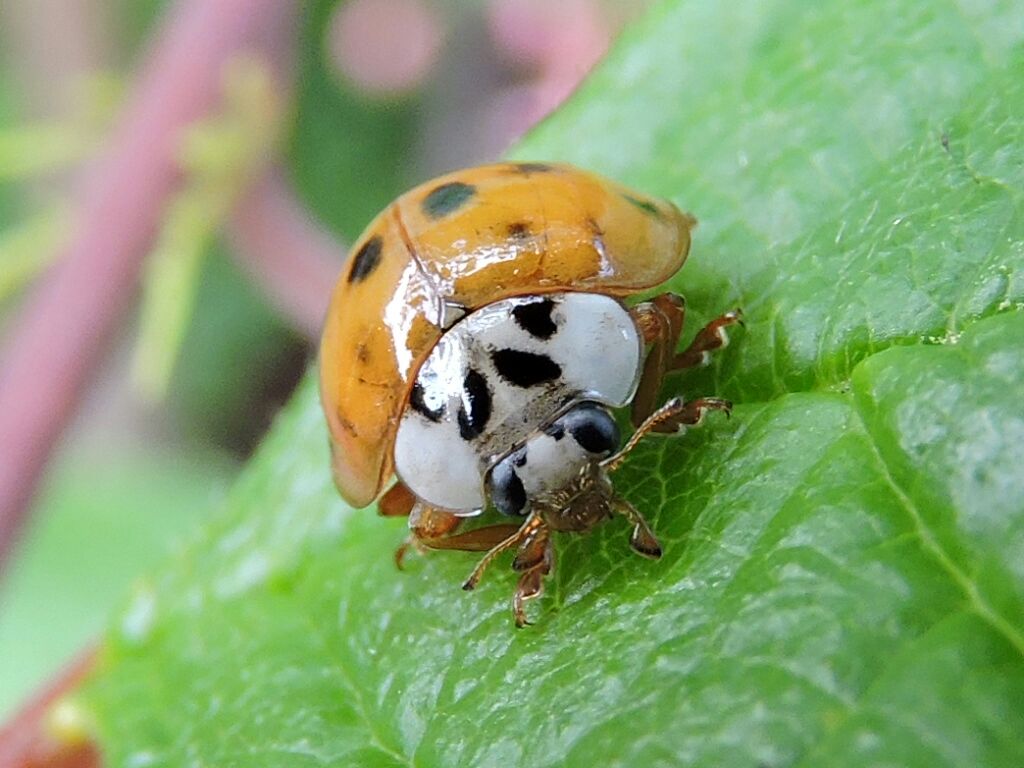 lieveheersbeestje-13