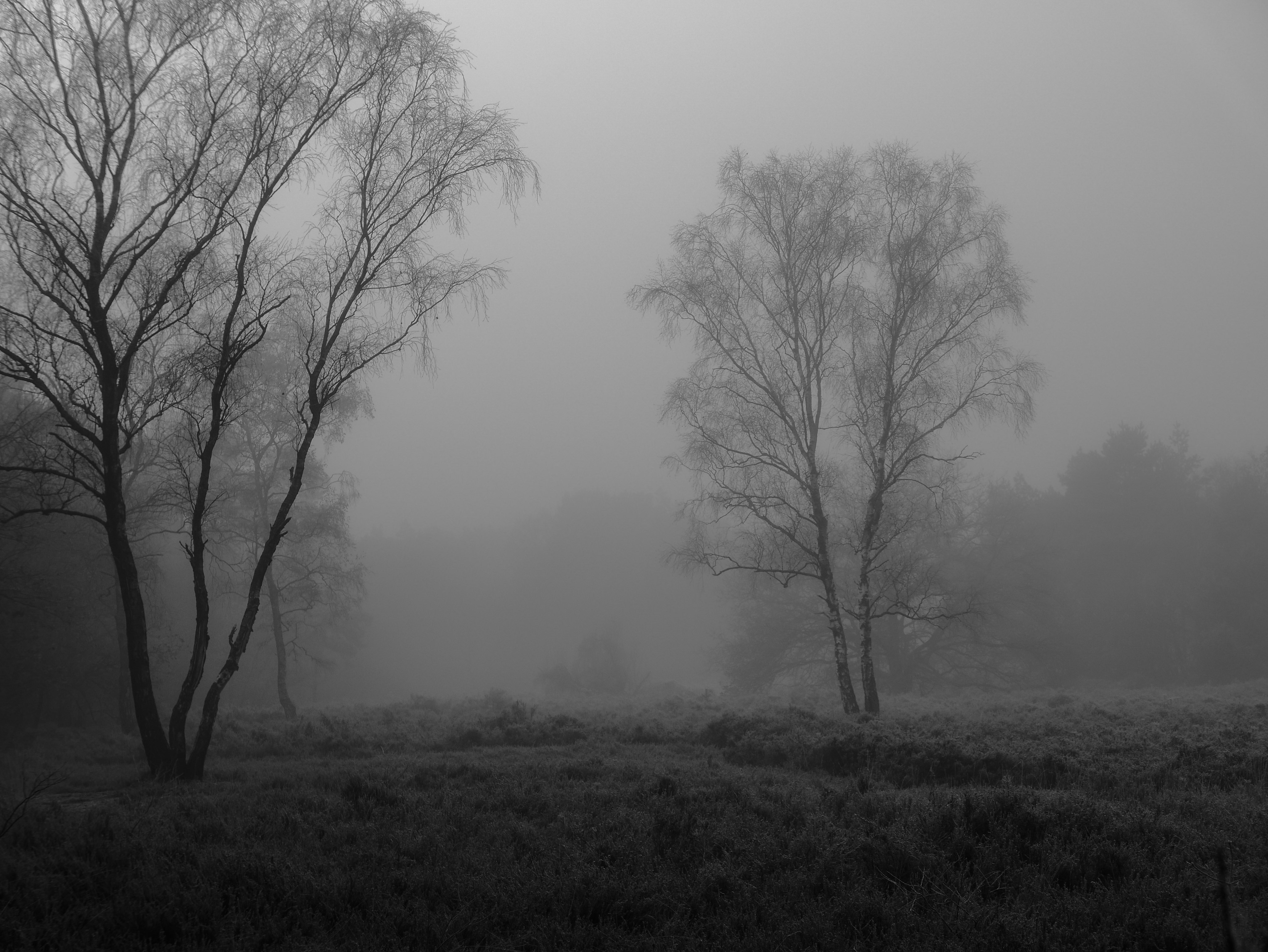 heideveld-in-de-dikke-mist