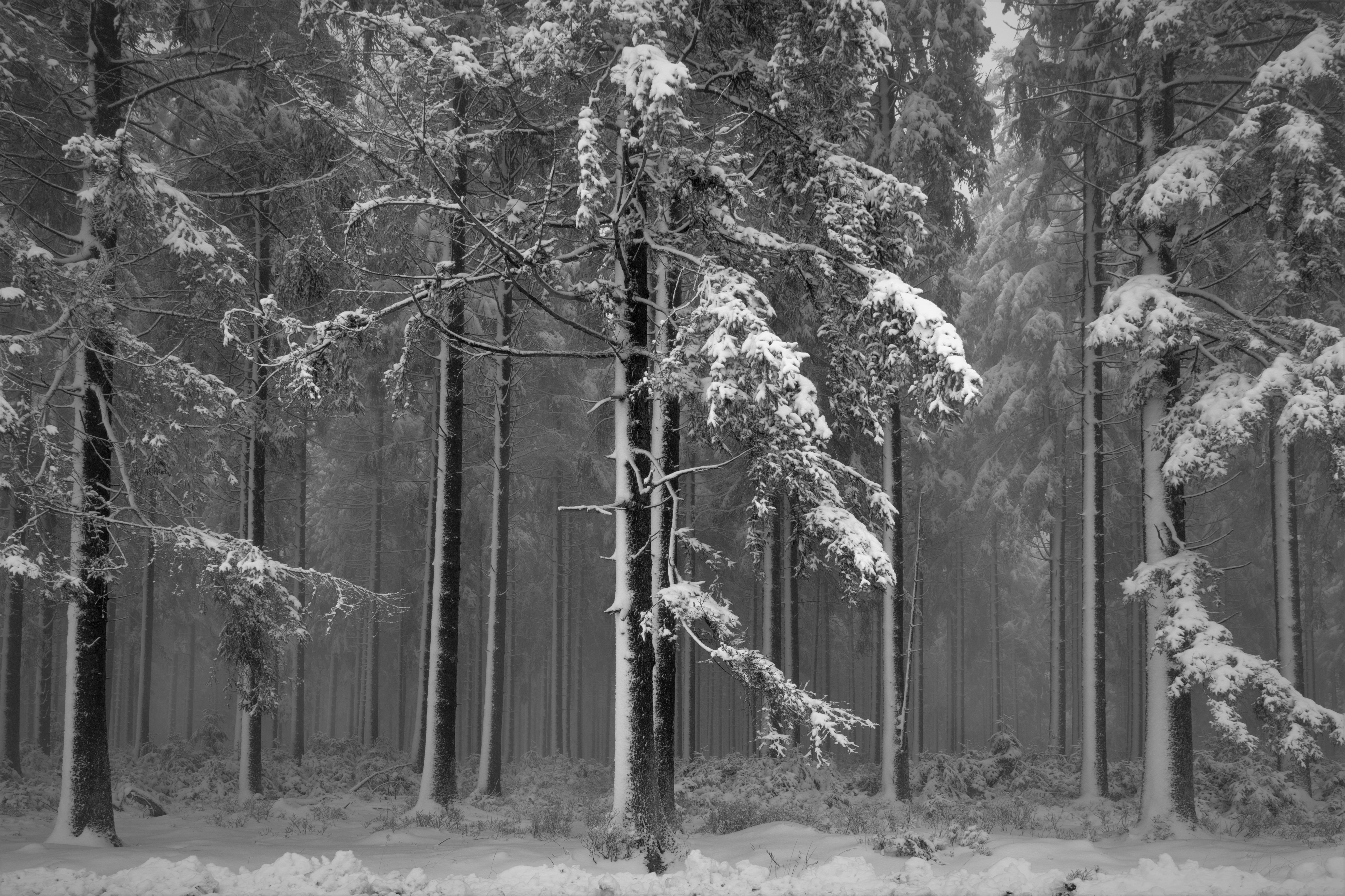 winter-in-de-ardennen