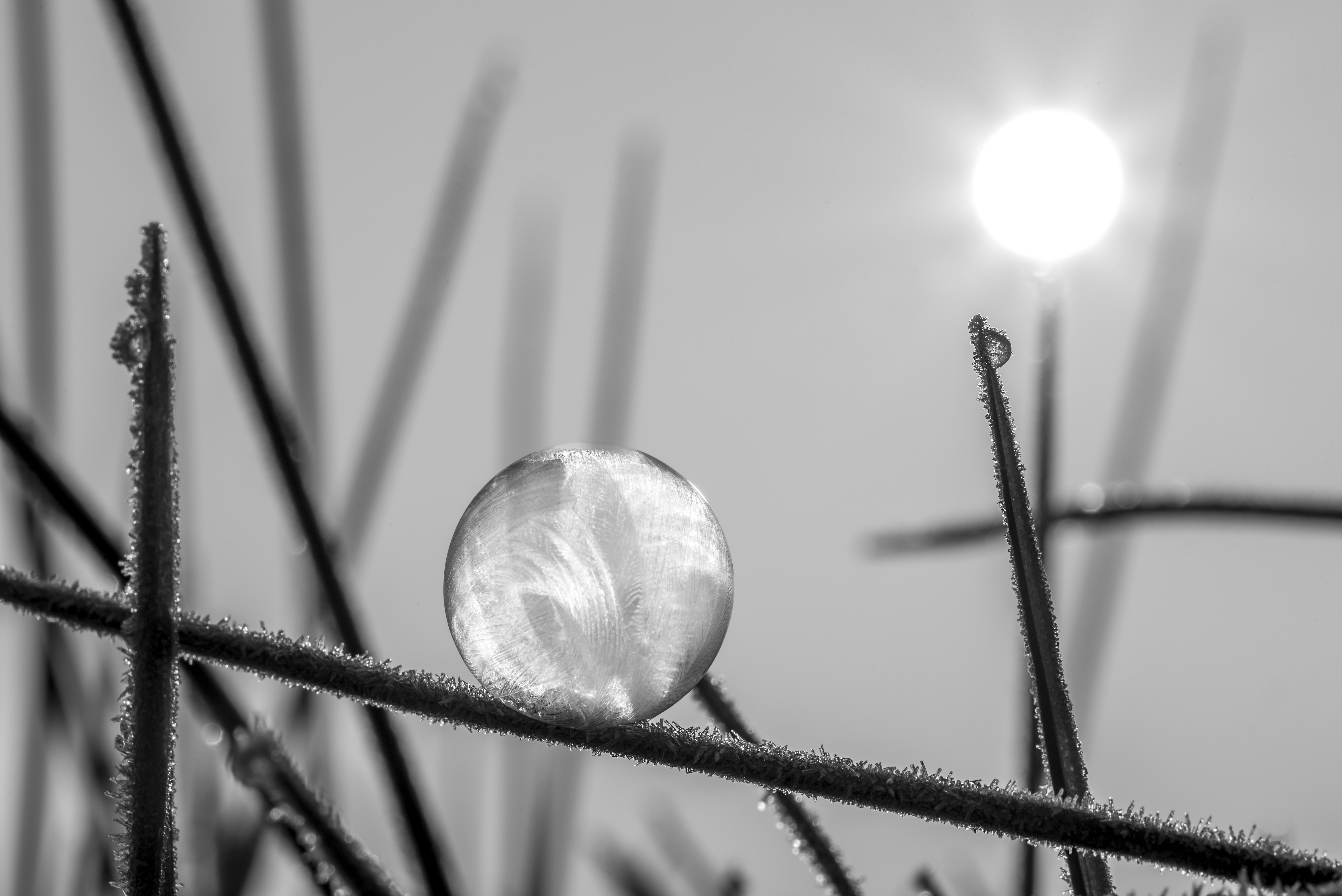 een-bevroren-zonnetje