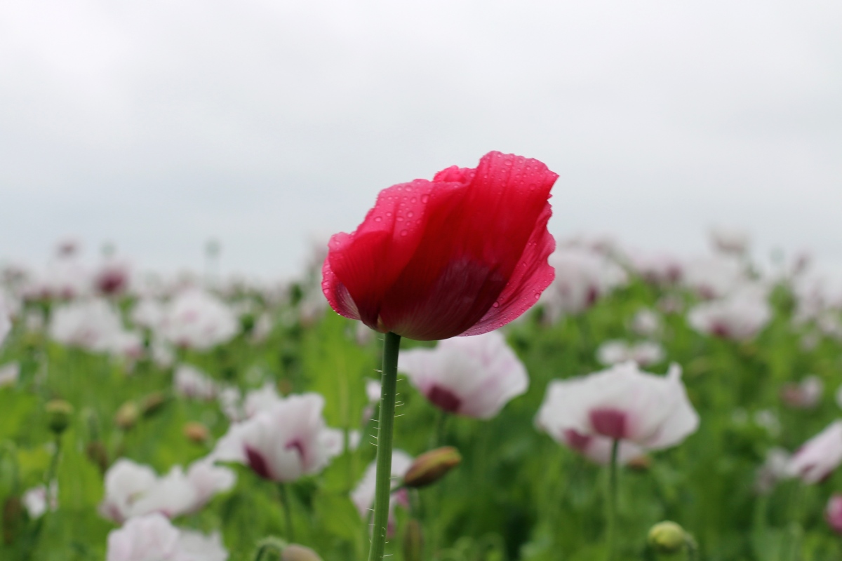 poppies-2